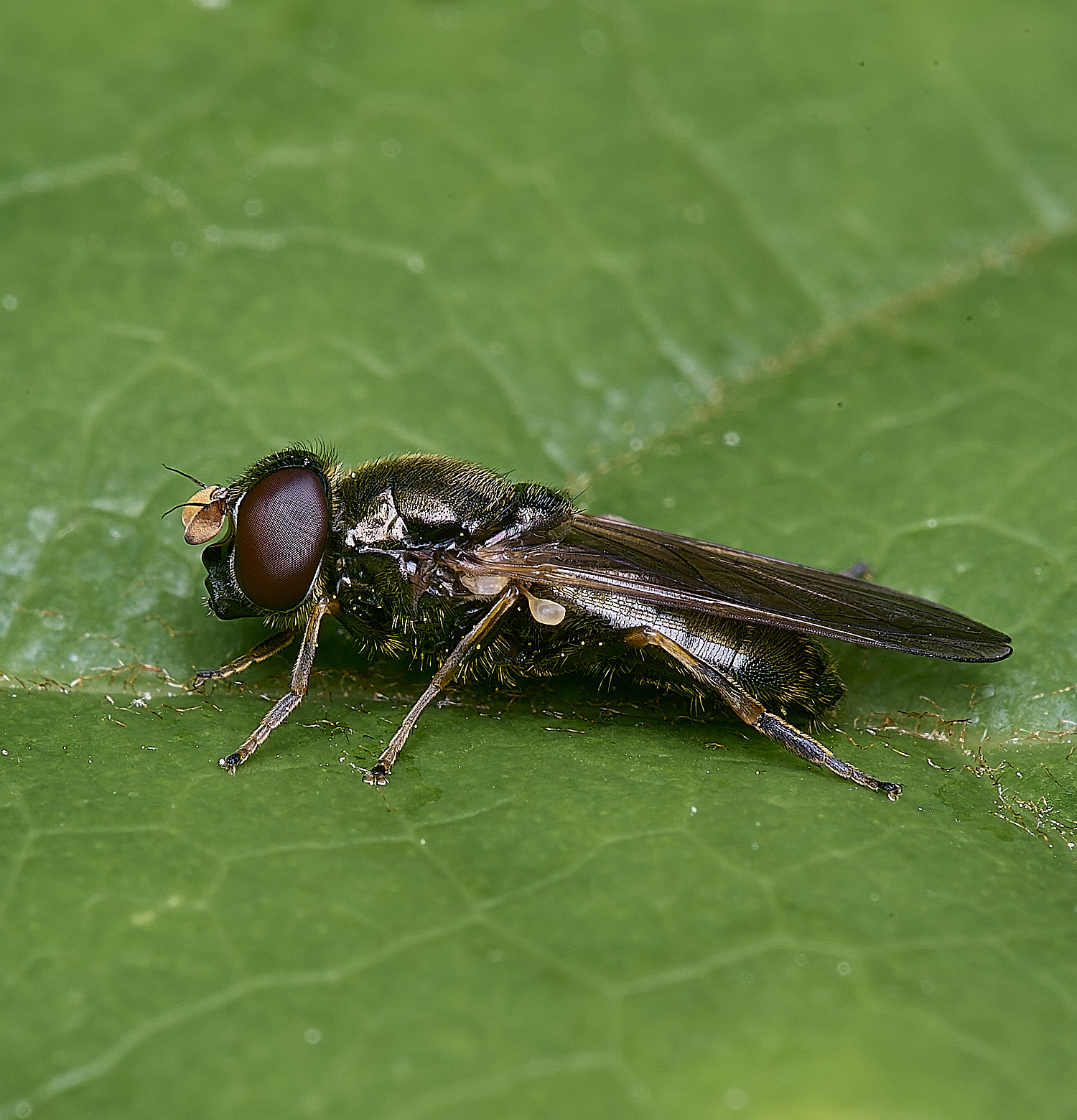 HanworthHoverfly220525-1