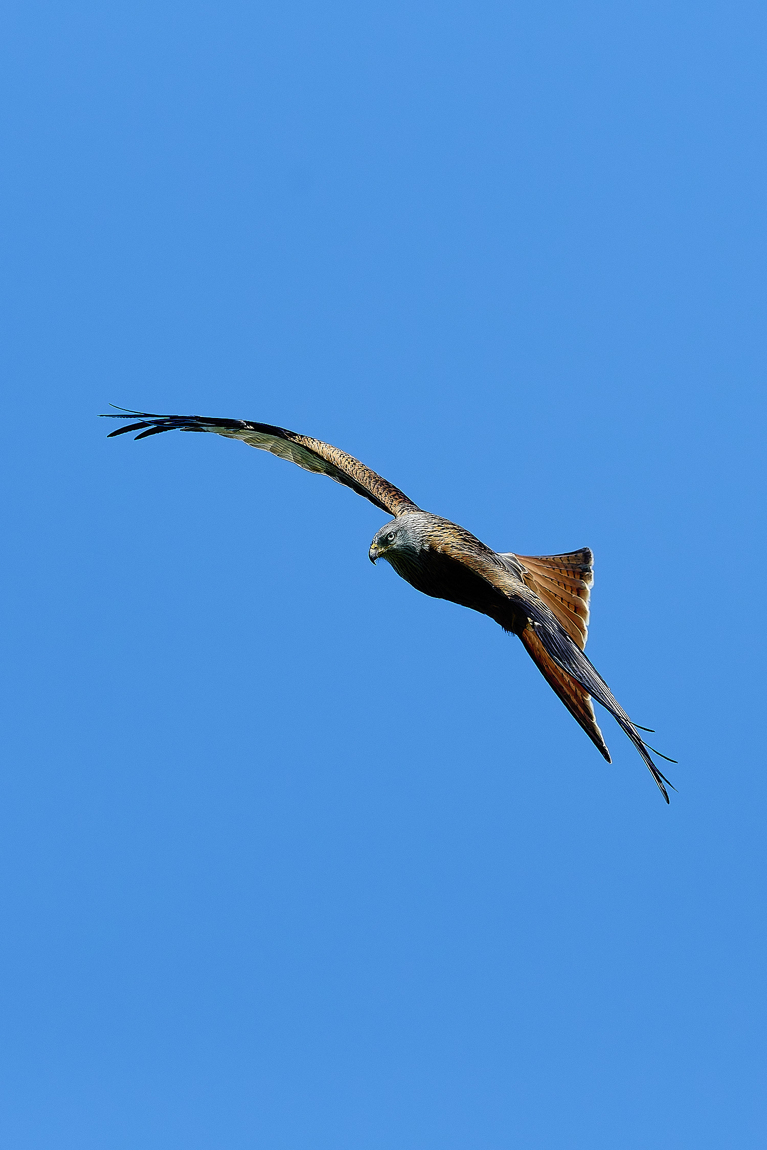 HanworthKite200525-3