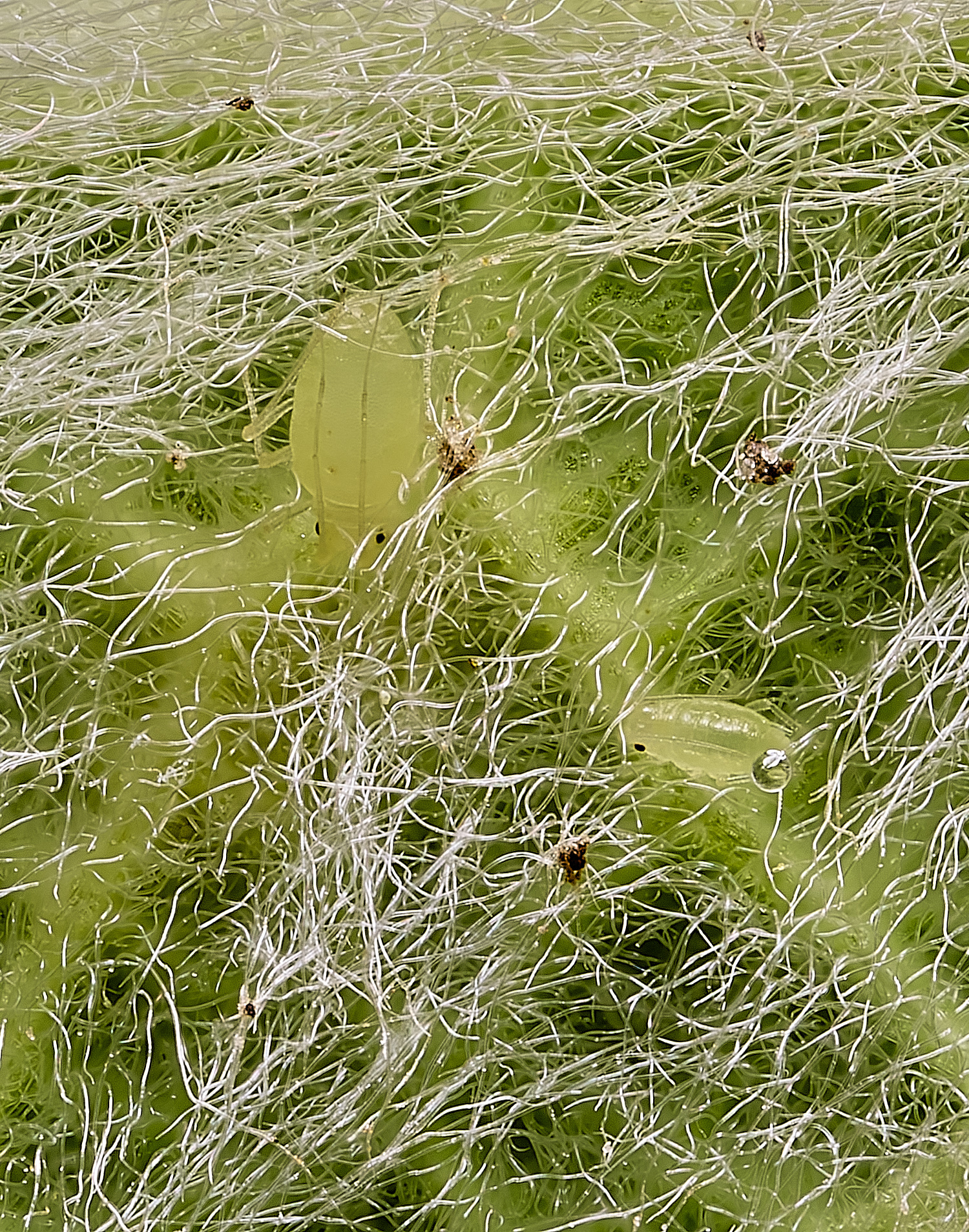 HanworthLamb&#39;sEarsAphids150525-1