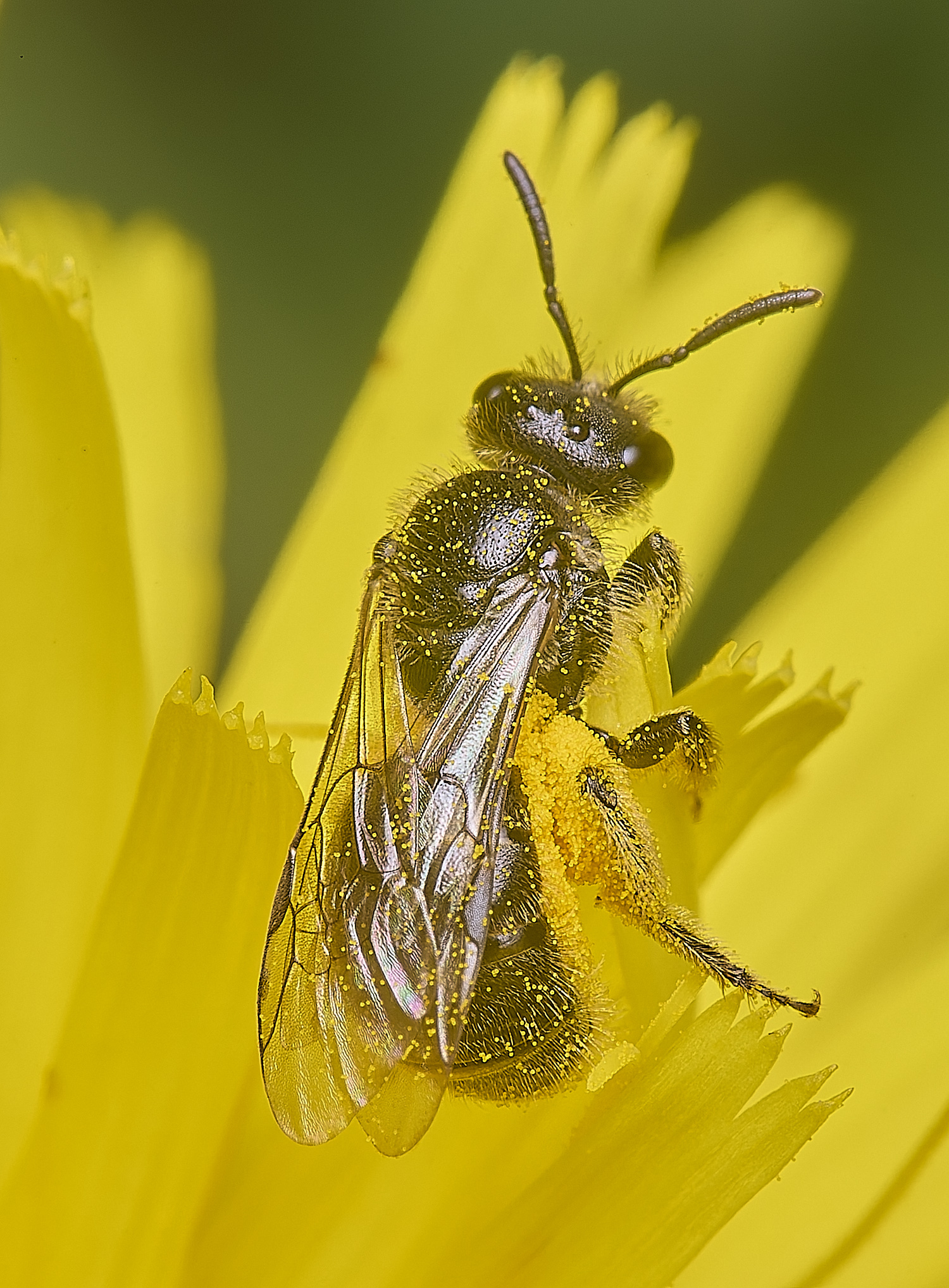 HanworthLasioglossum140625-1 1