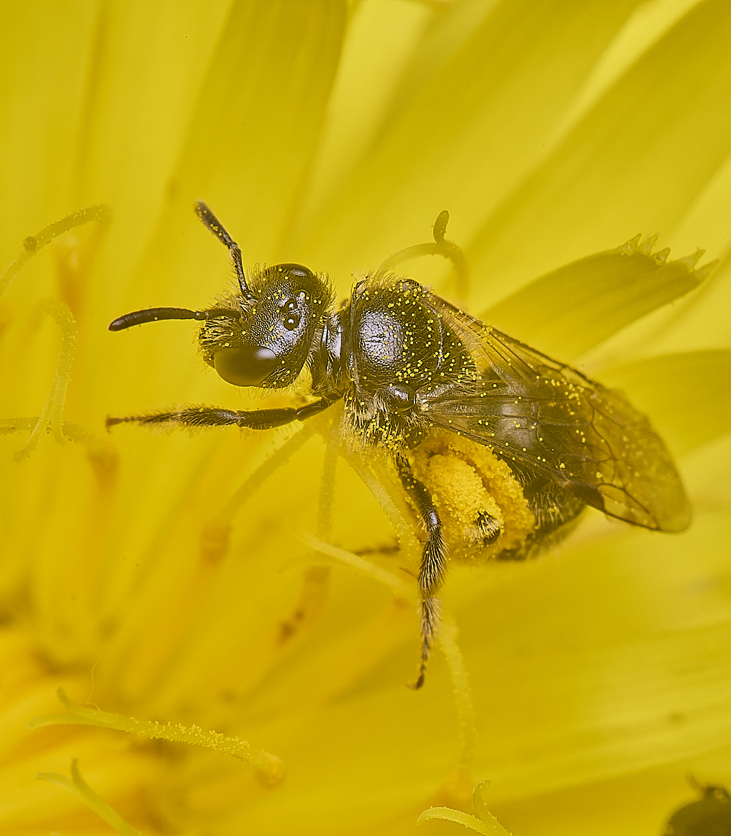 HanworthLasioglossum140625-2 1
