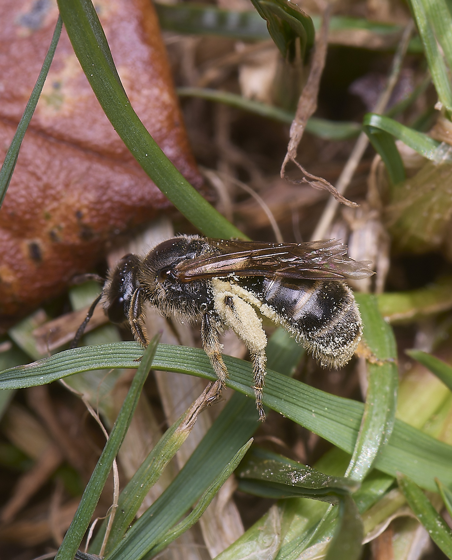 HanworthLasioglossumSp090525-1