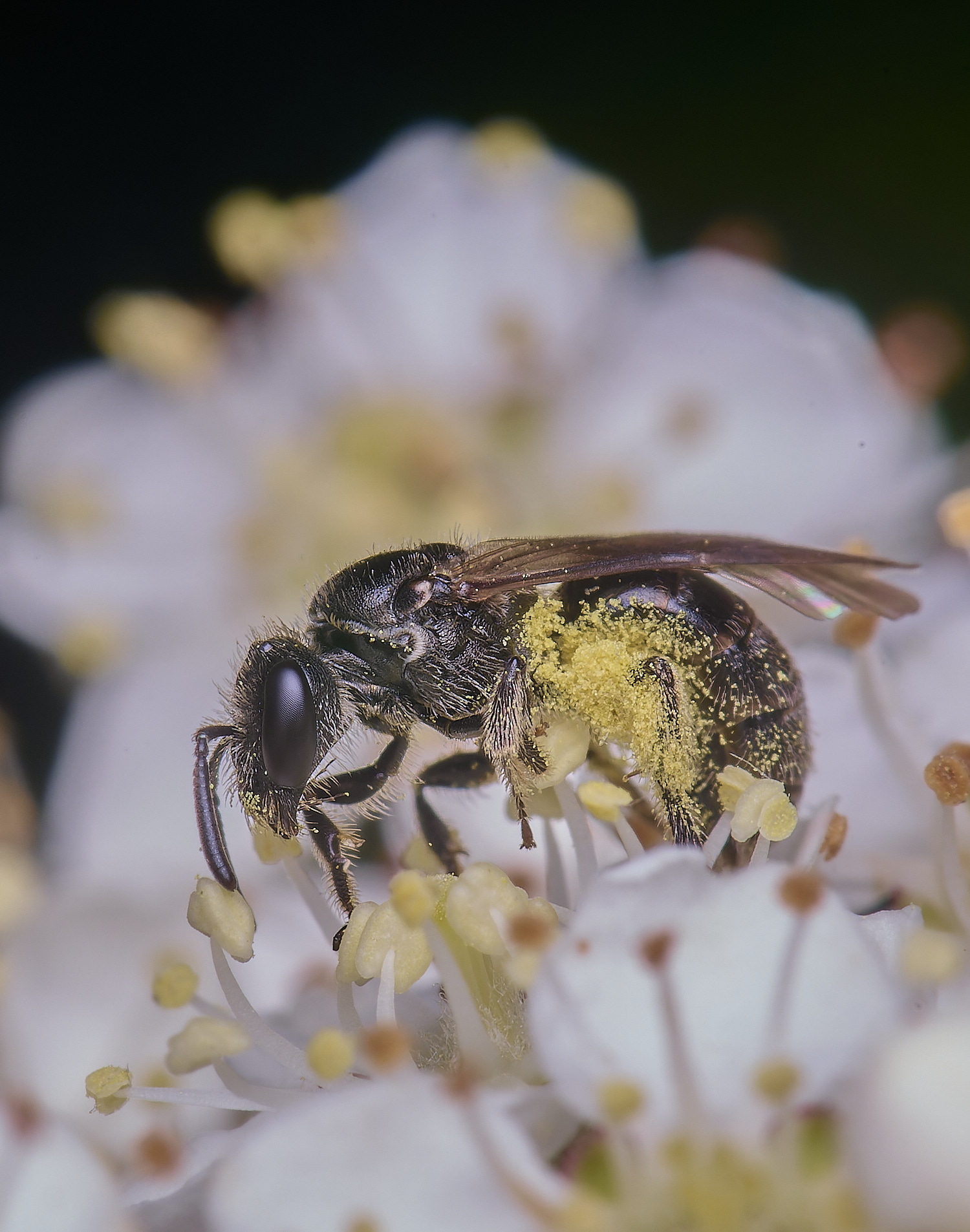 HanworthLmalachrum020625-2