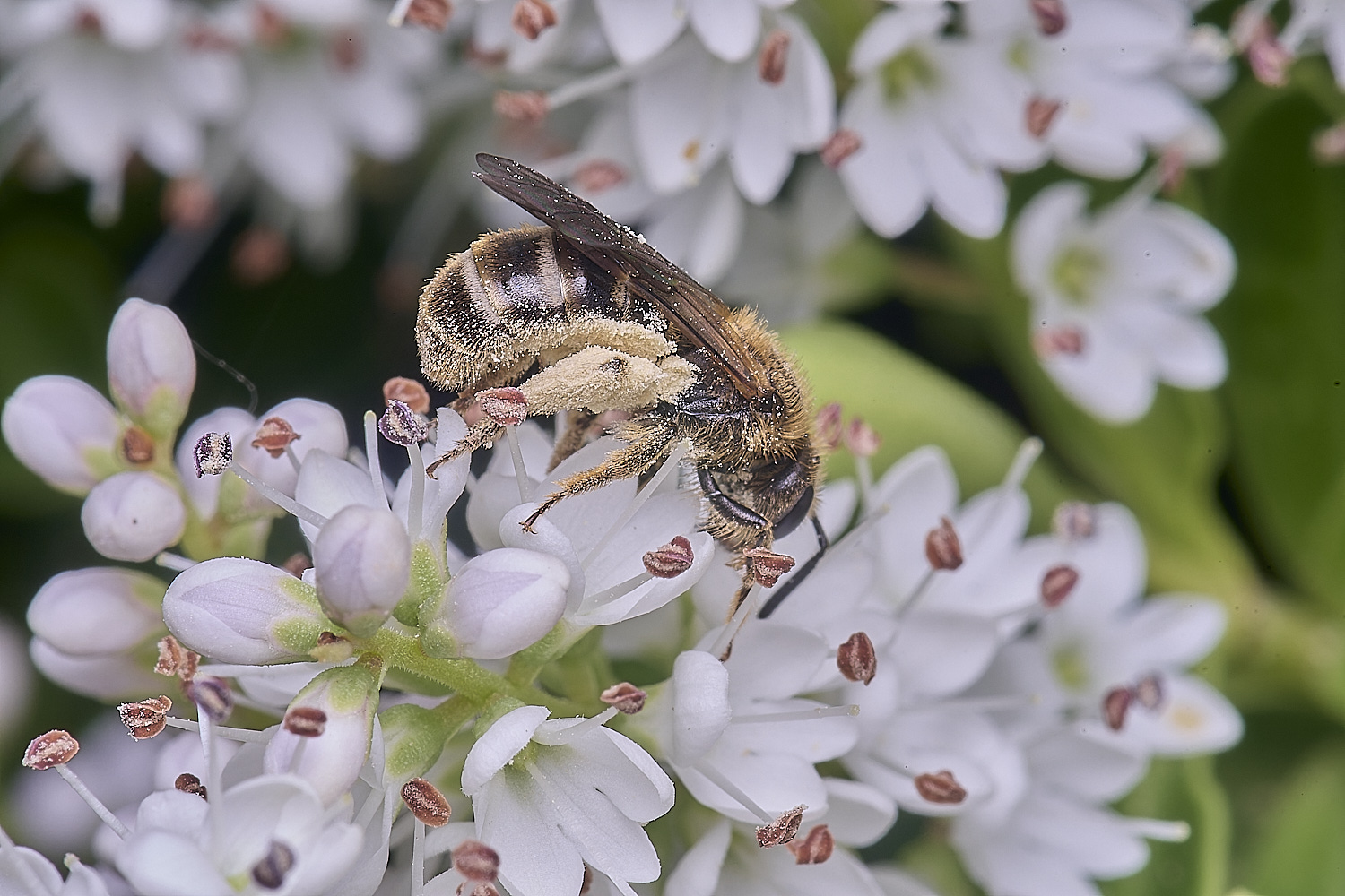 HanworthLmalachrum260625-2