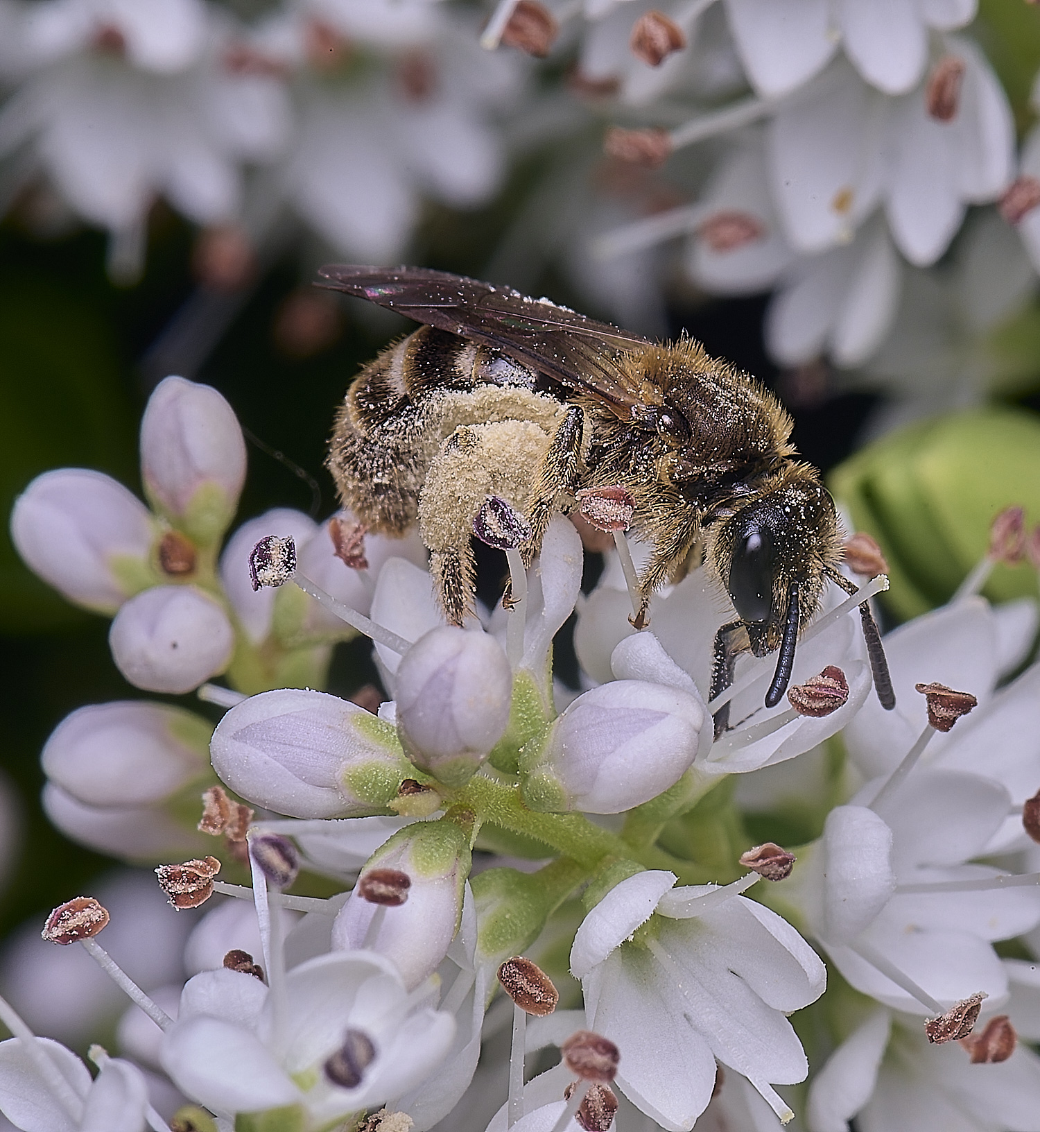 HanworthLmalachrum260625-3