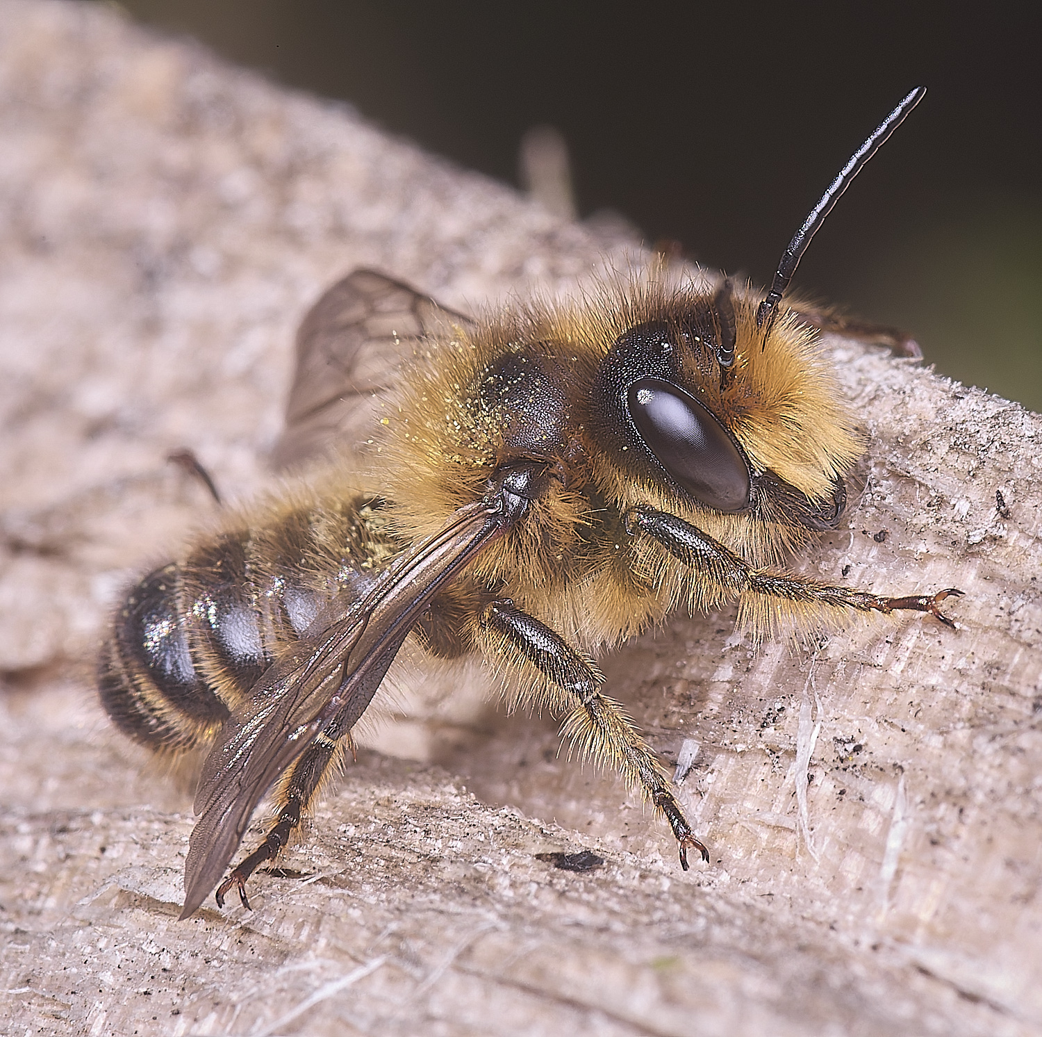 HanworthMligneseca280525-4