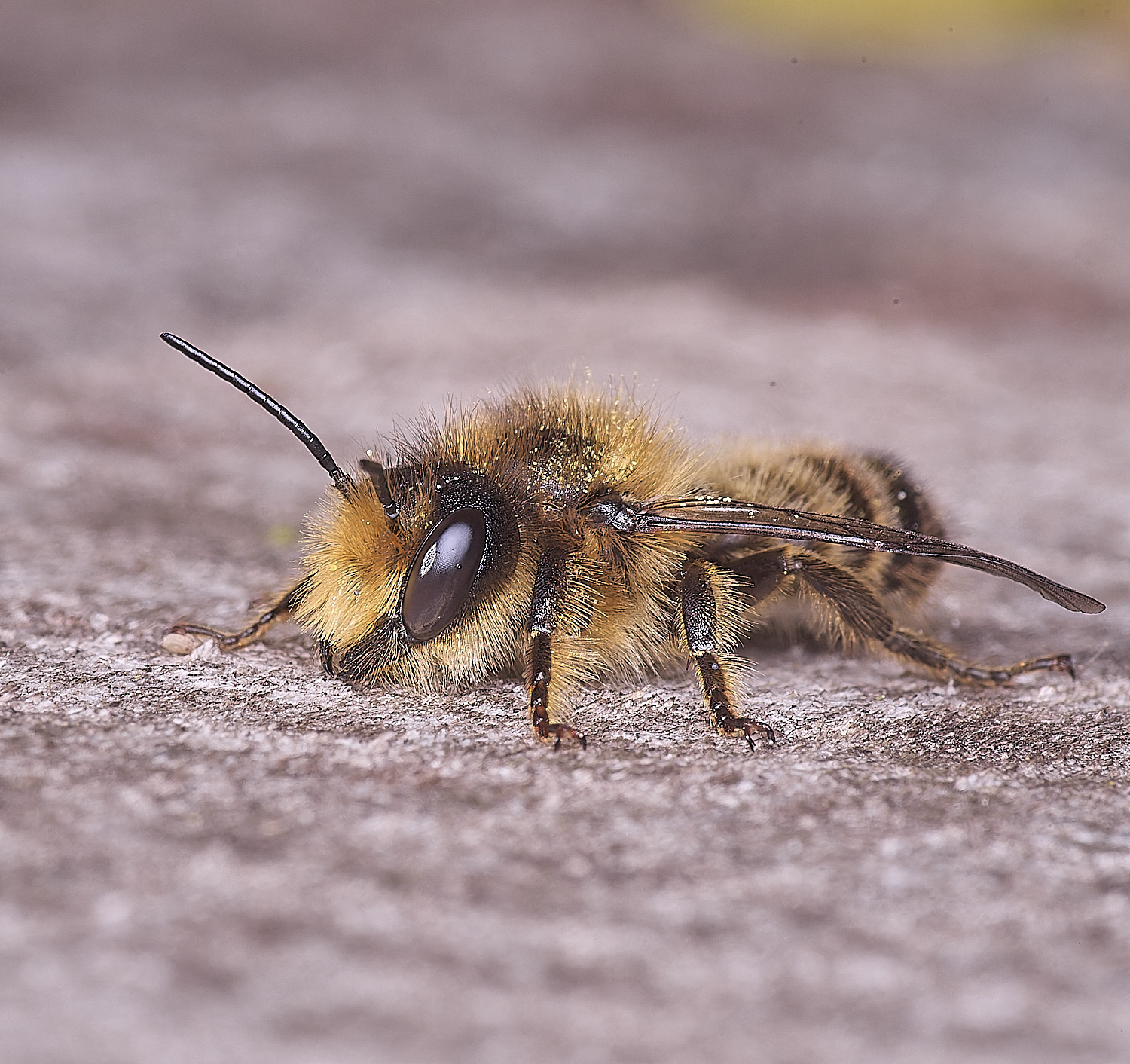 HanworthMligneseca280525-7