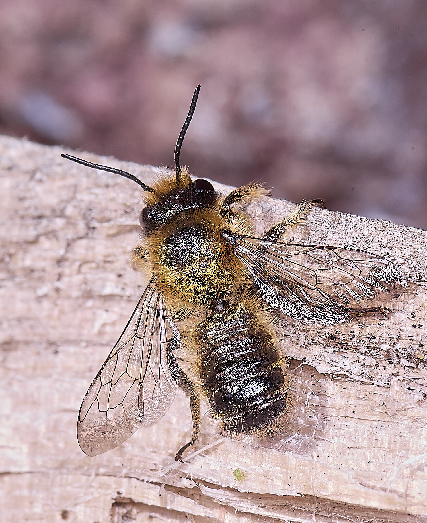 HanworthMligneseca280525-9