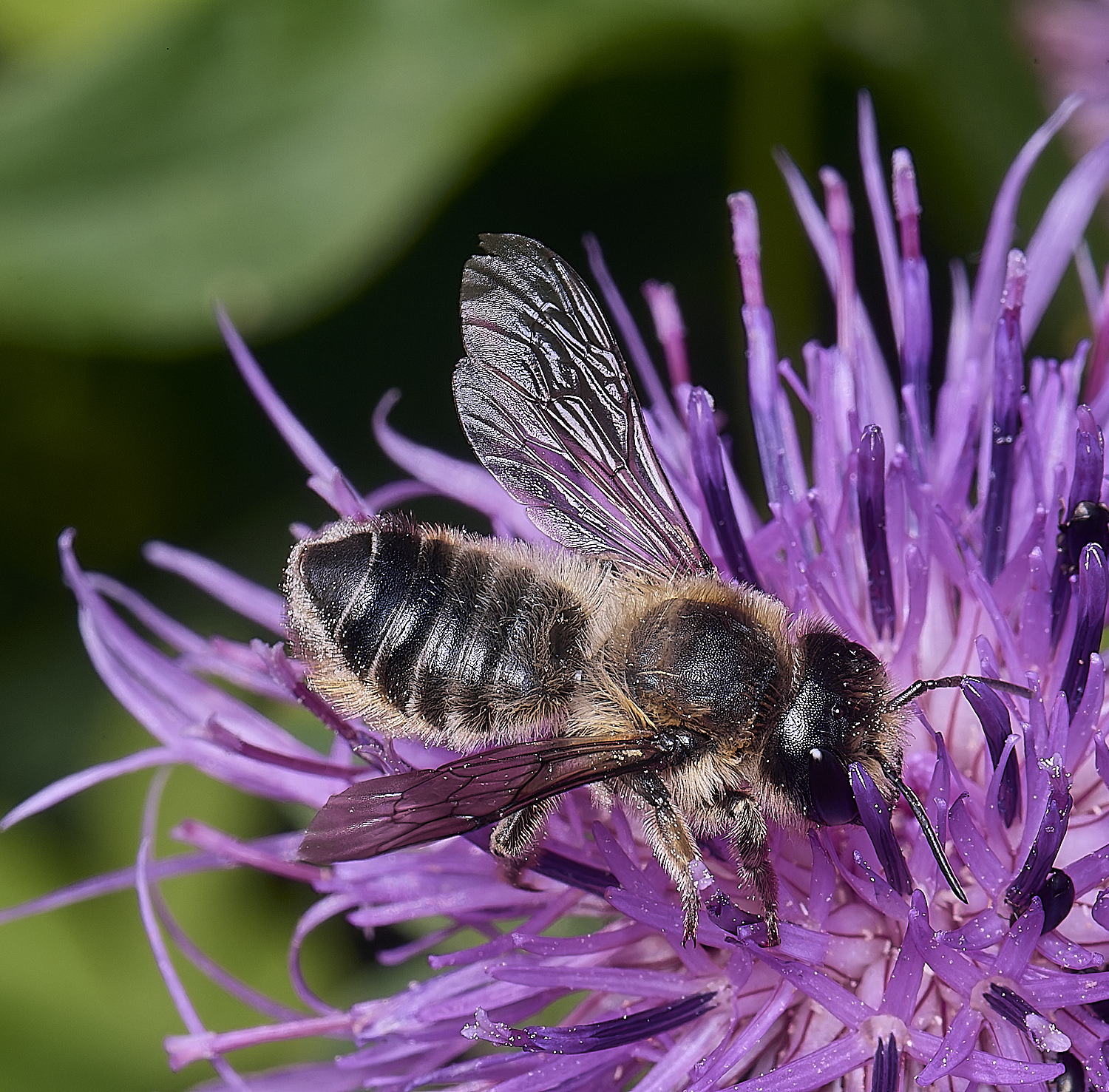 HanworthMligniseca200625-1