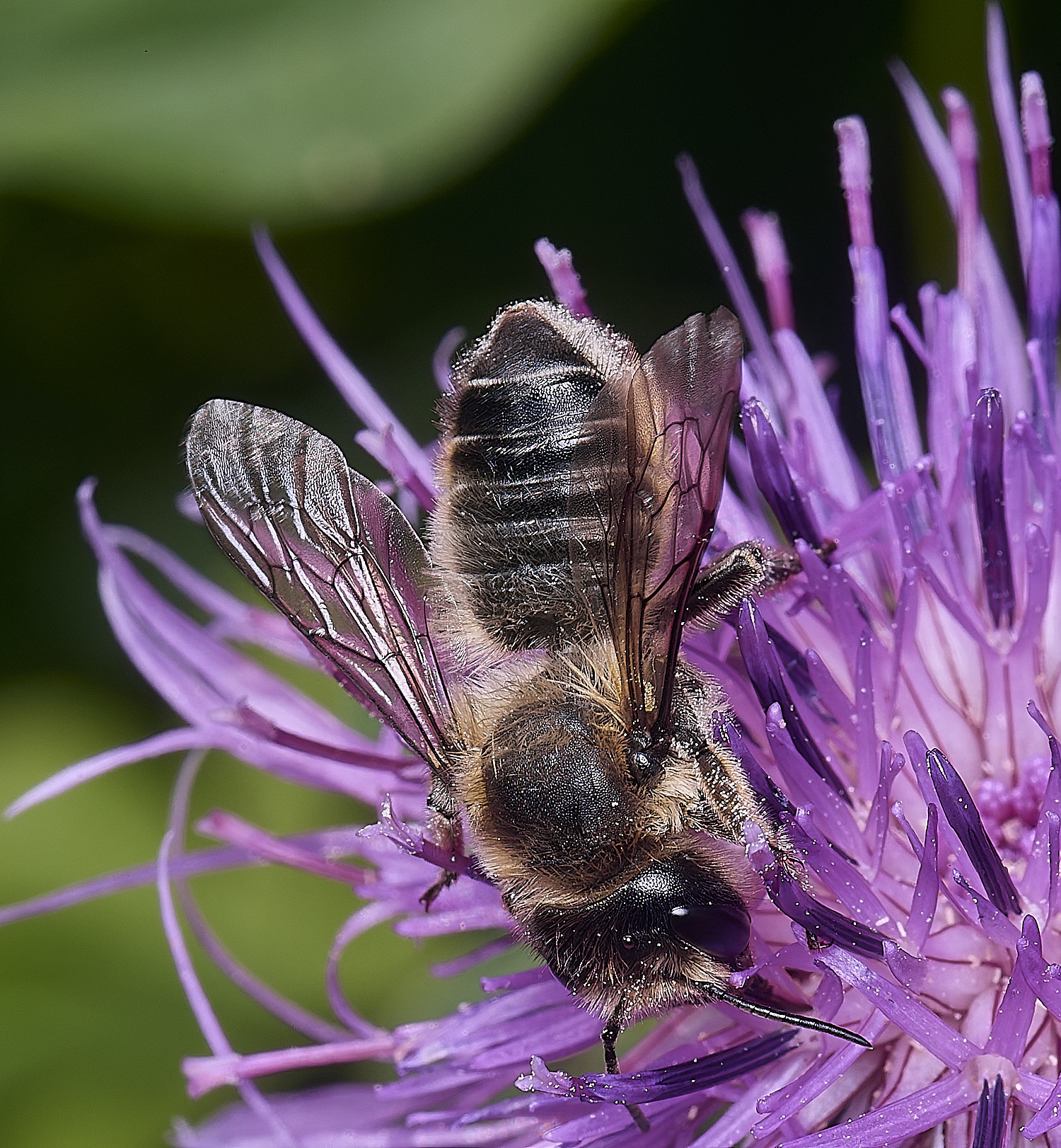 HanworthMligniseca200625-2