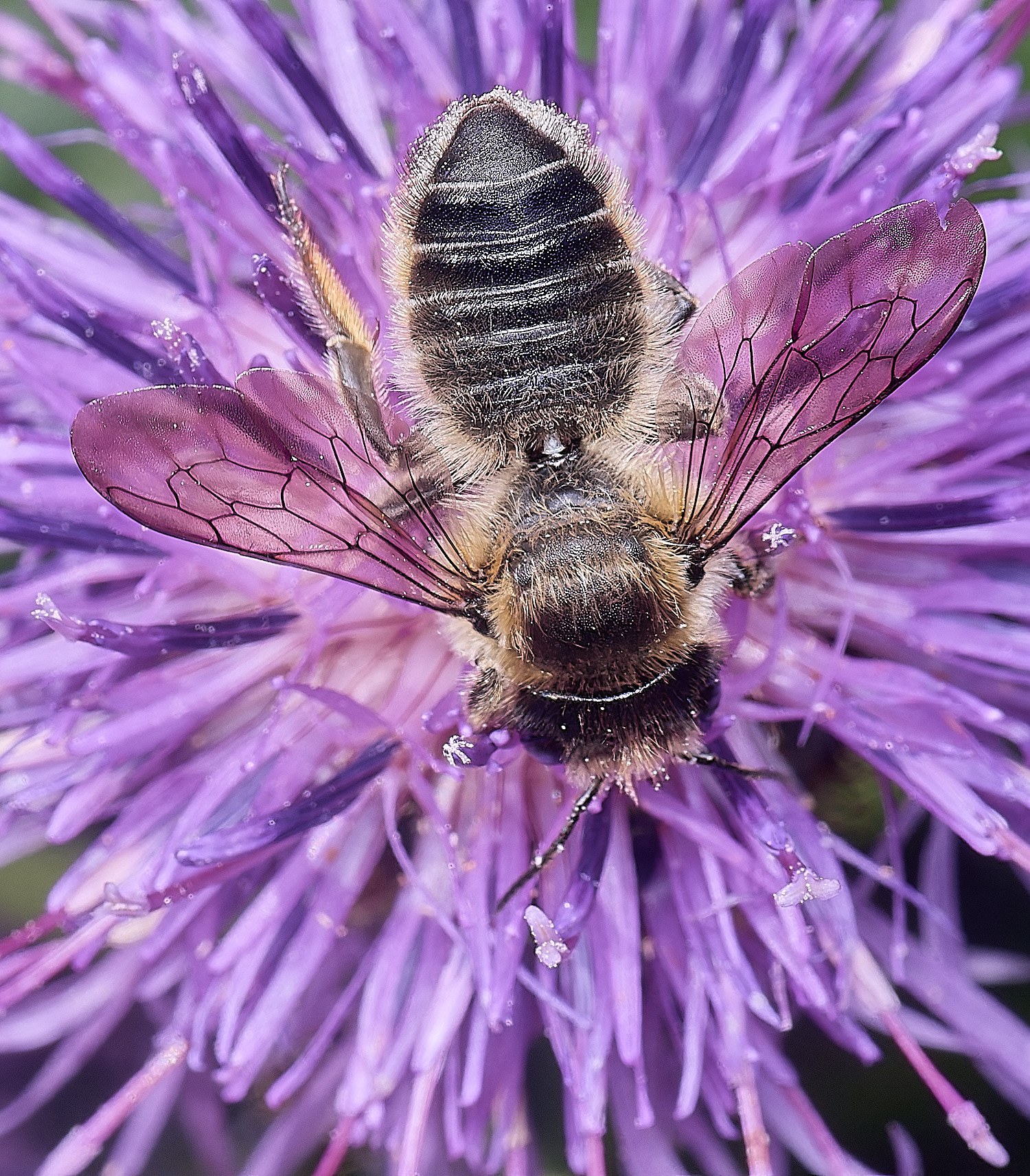 HanworthMligniseca200625-3