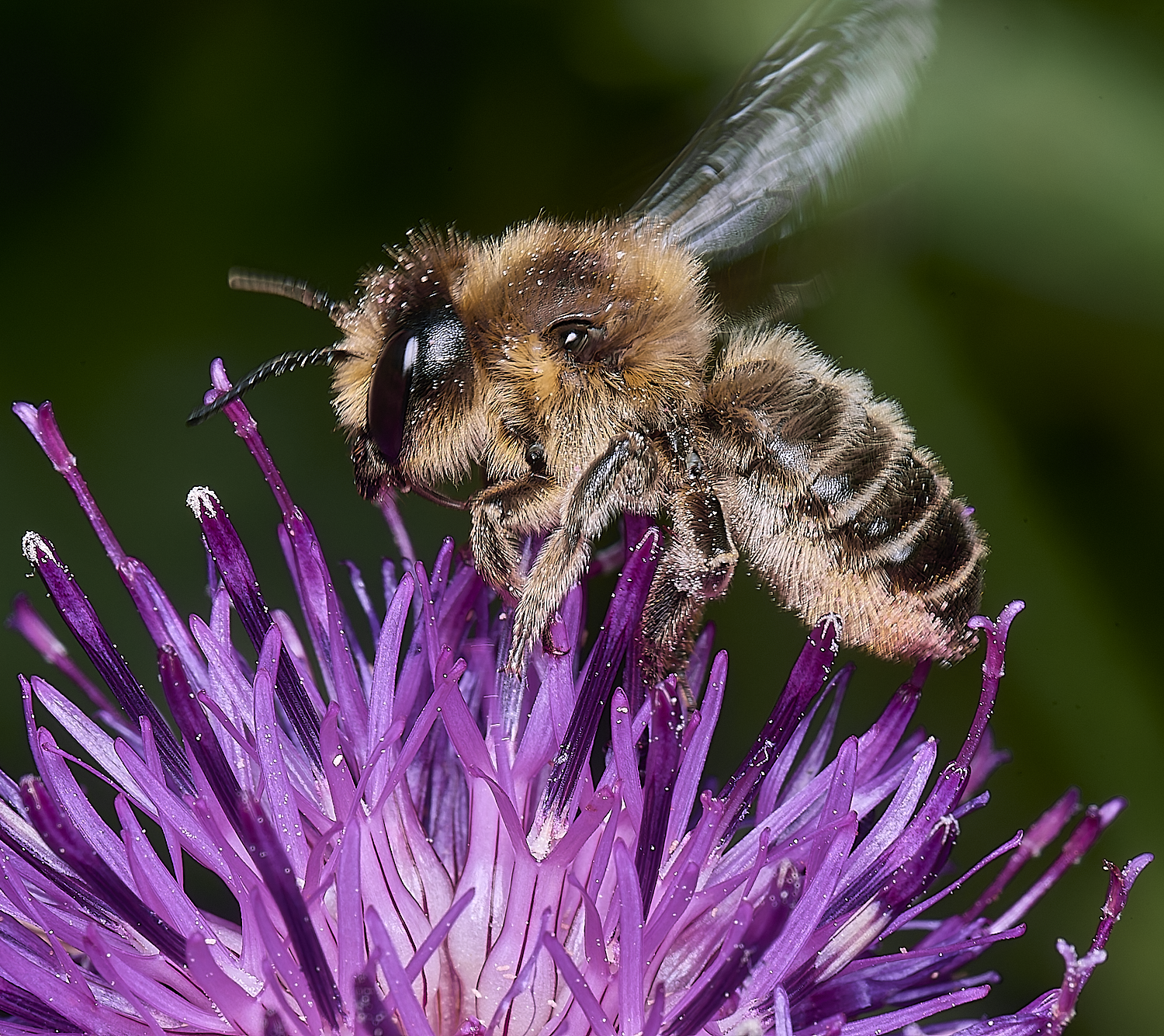 HanworthMligniseca250625-1