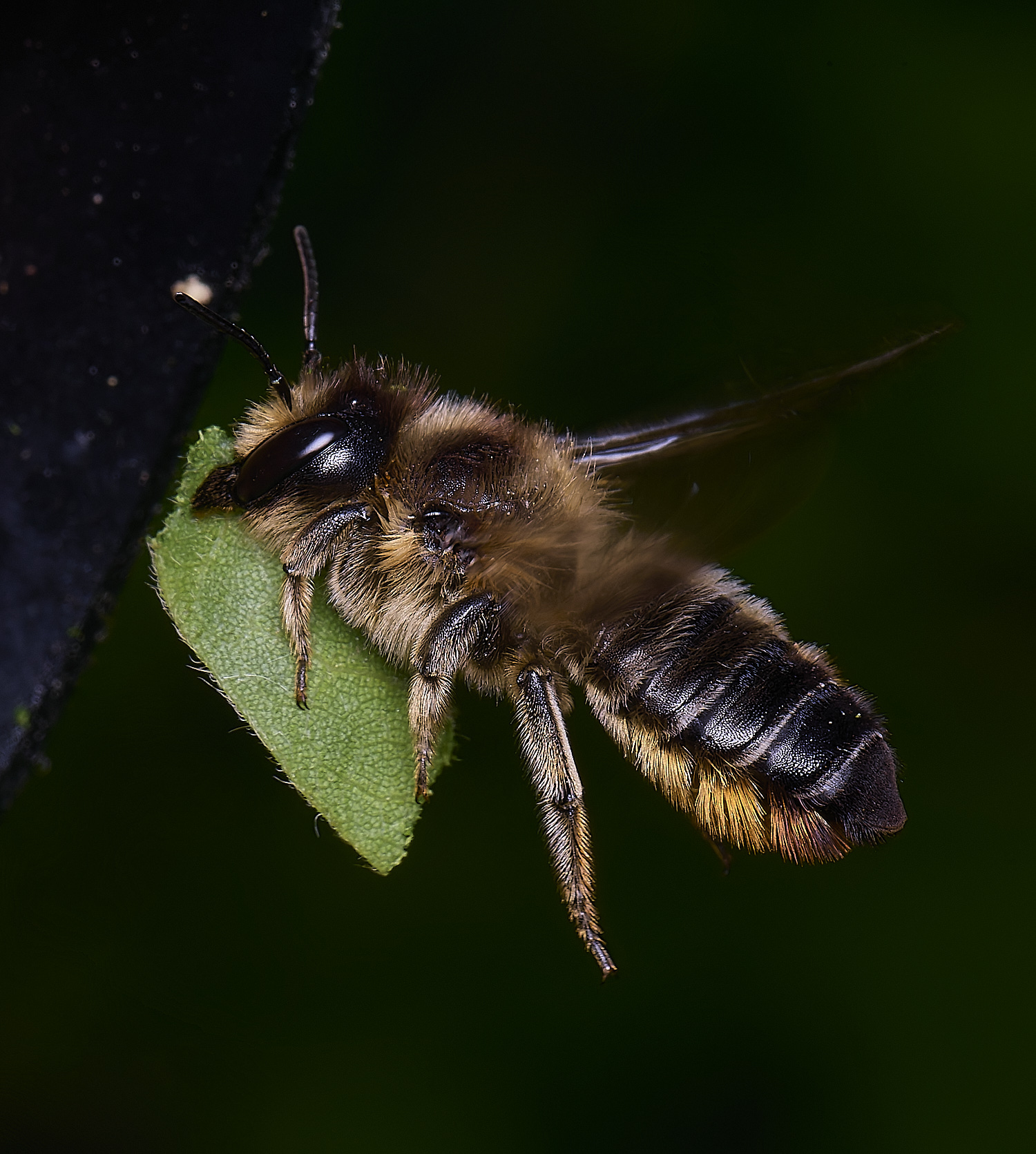 HanworthMligniseca250625-3