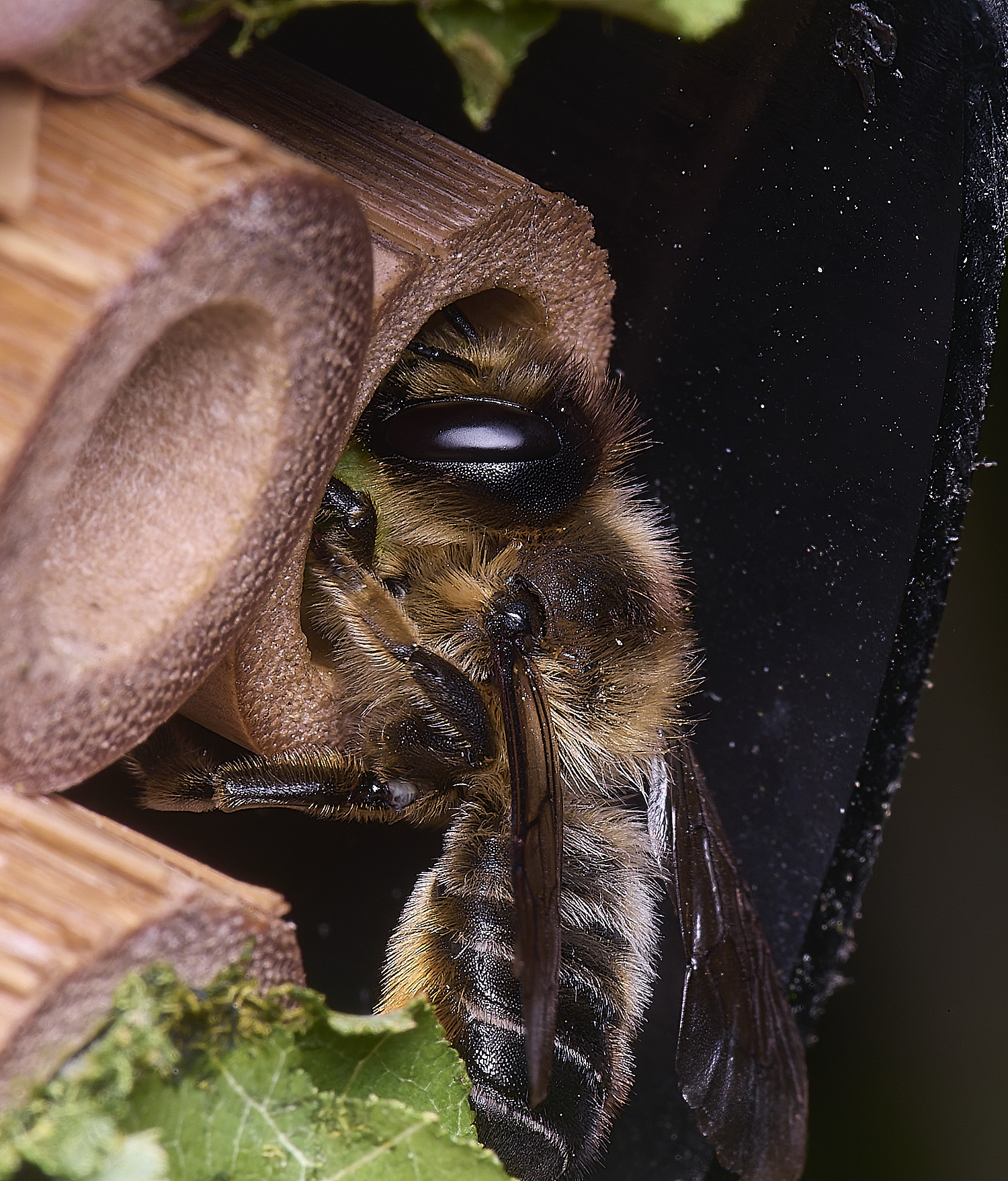 HanworthMligniseca250625-5