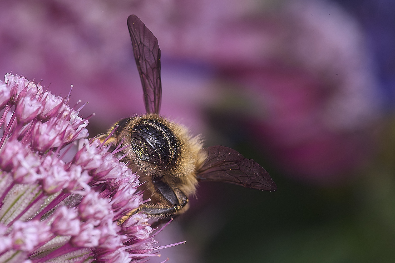 HanworthMligniseca300525-1