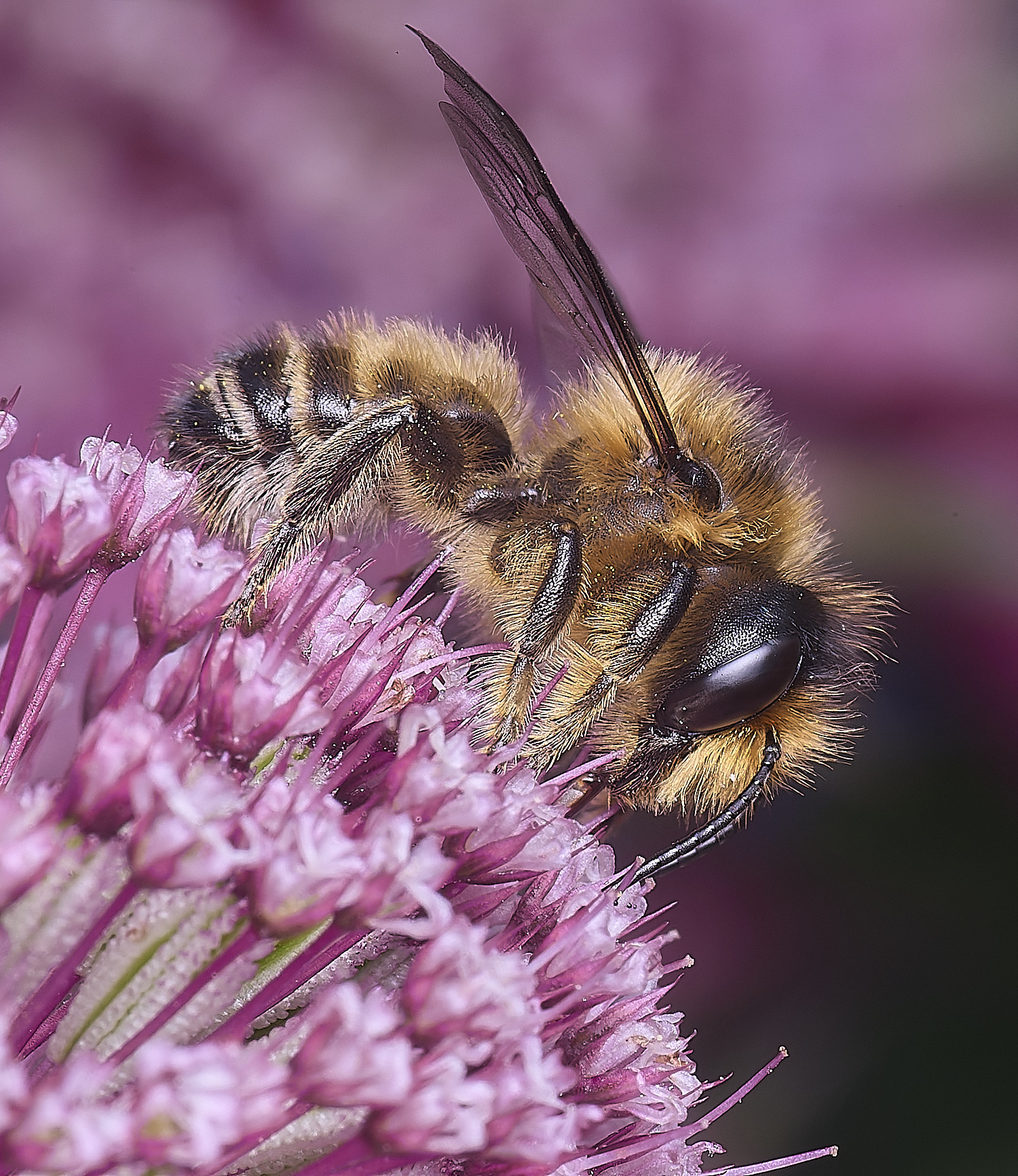 HanworthMligniseca300525-2