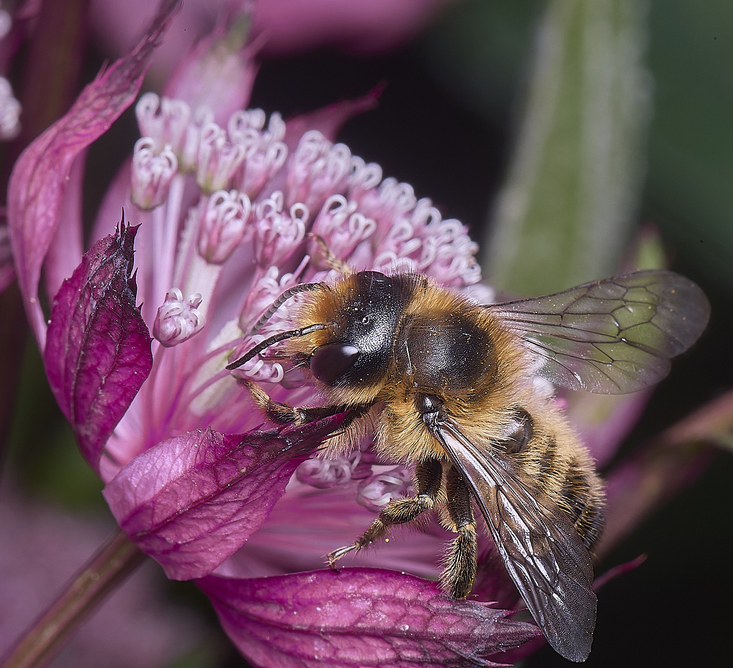 HanworthMligniseca300525-3