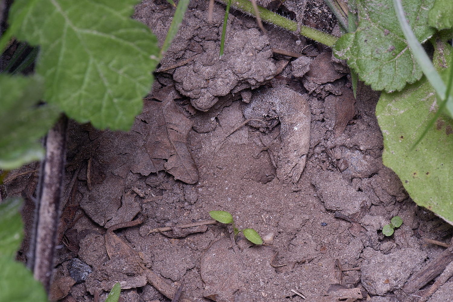 HanworthNestHole220425-1