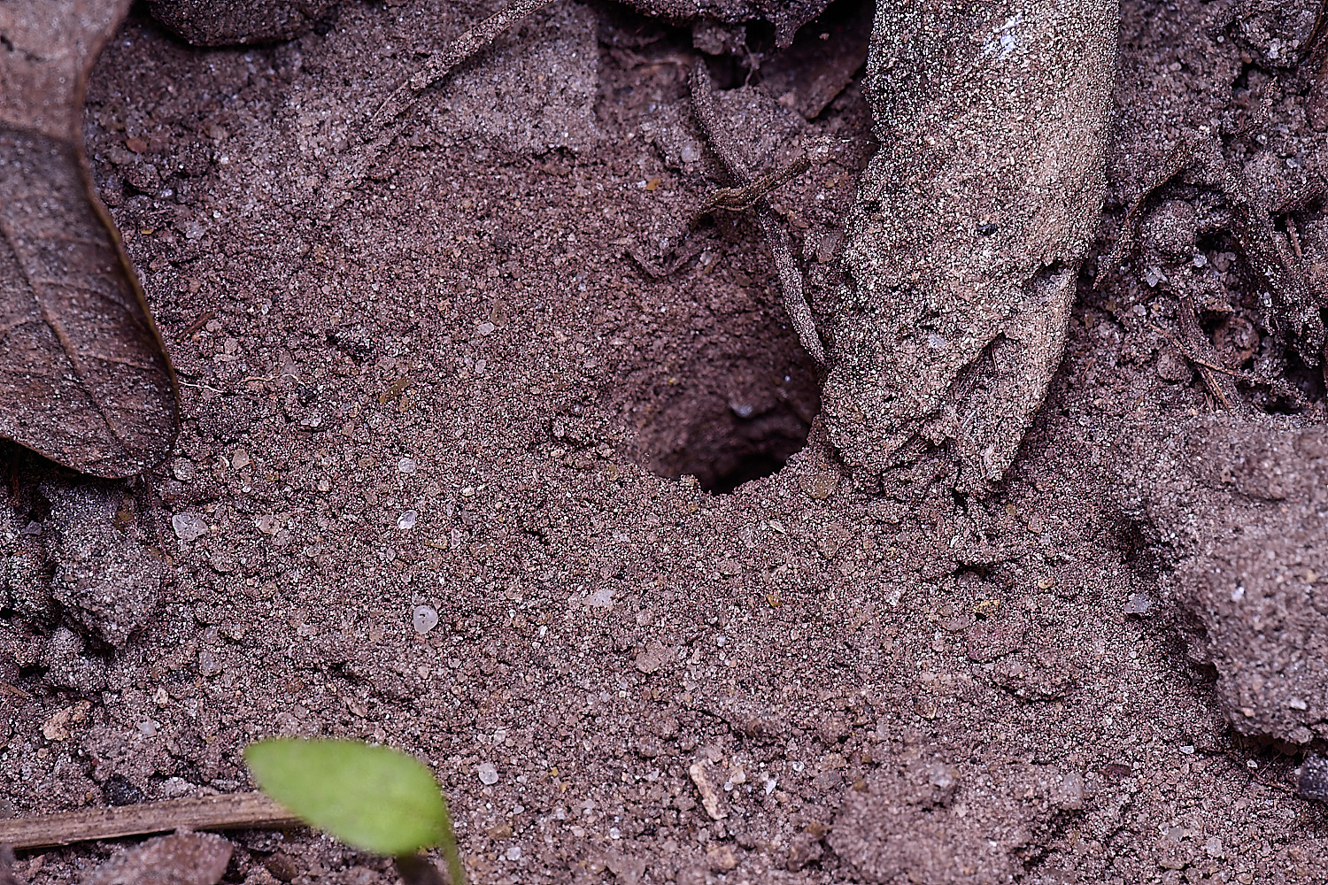 HanworthNestHole220425-2