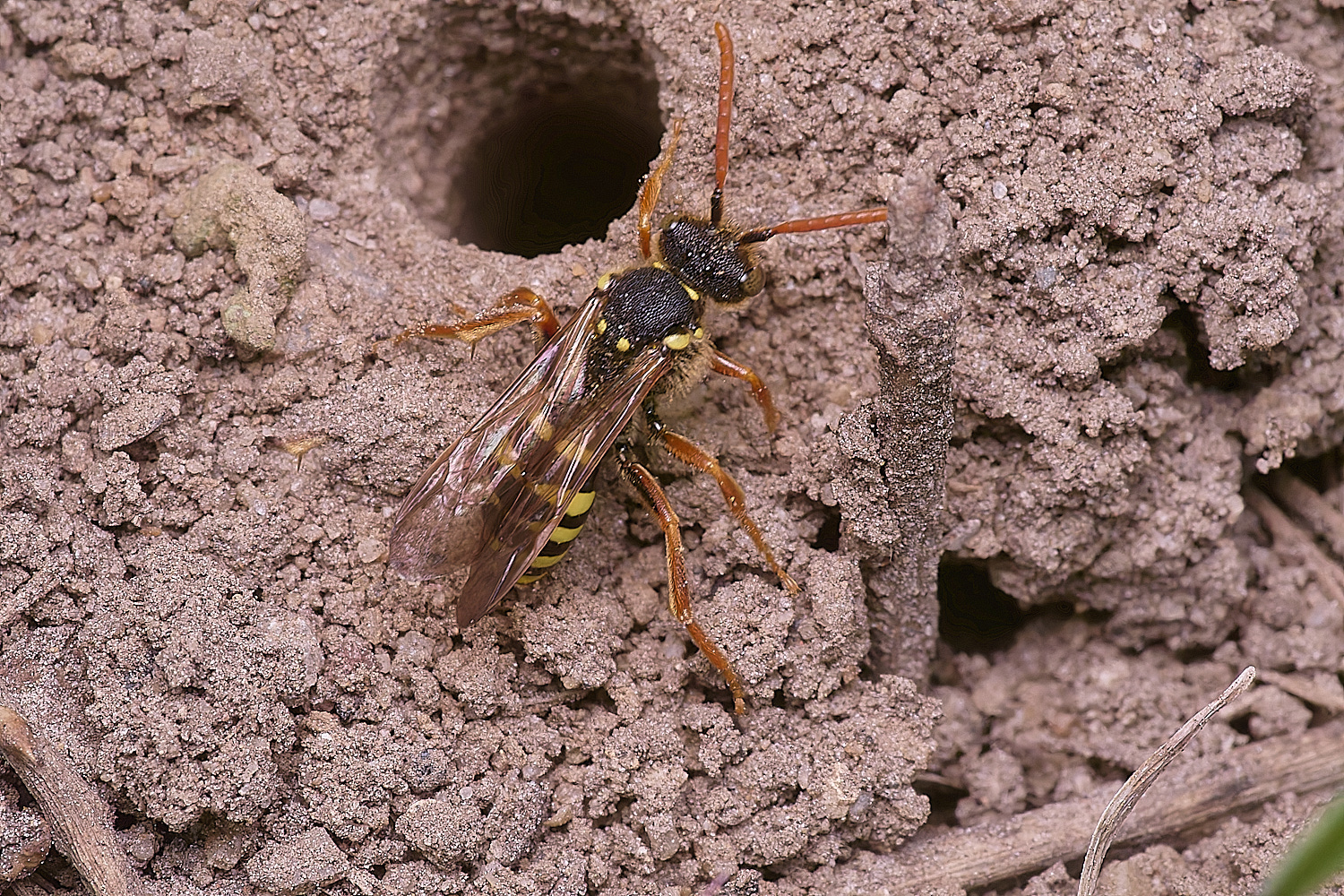 HanworthNgoodeniana220425-1