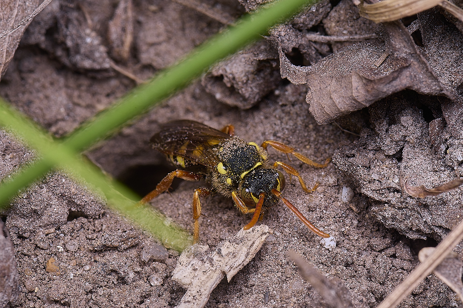 HanworthNgoodeniana220425-2