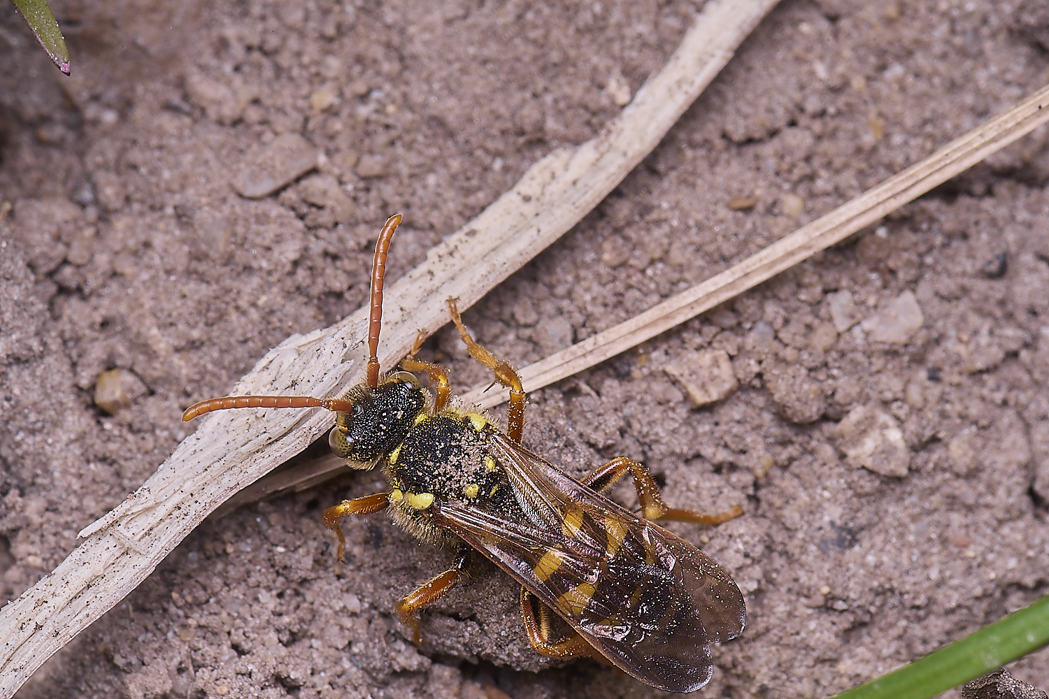 HanworthNgoodeniana220425-3