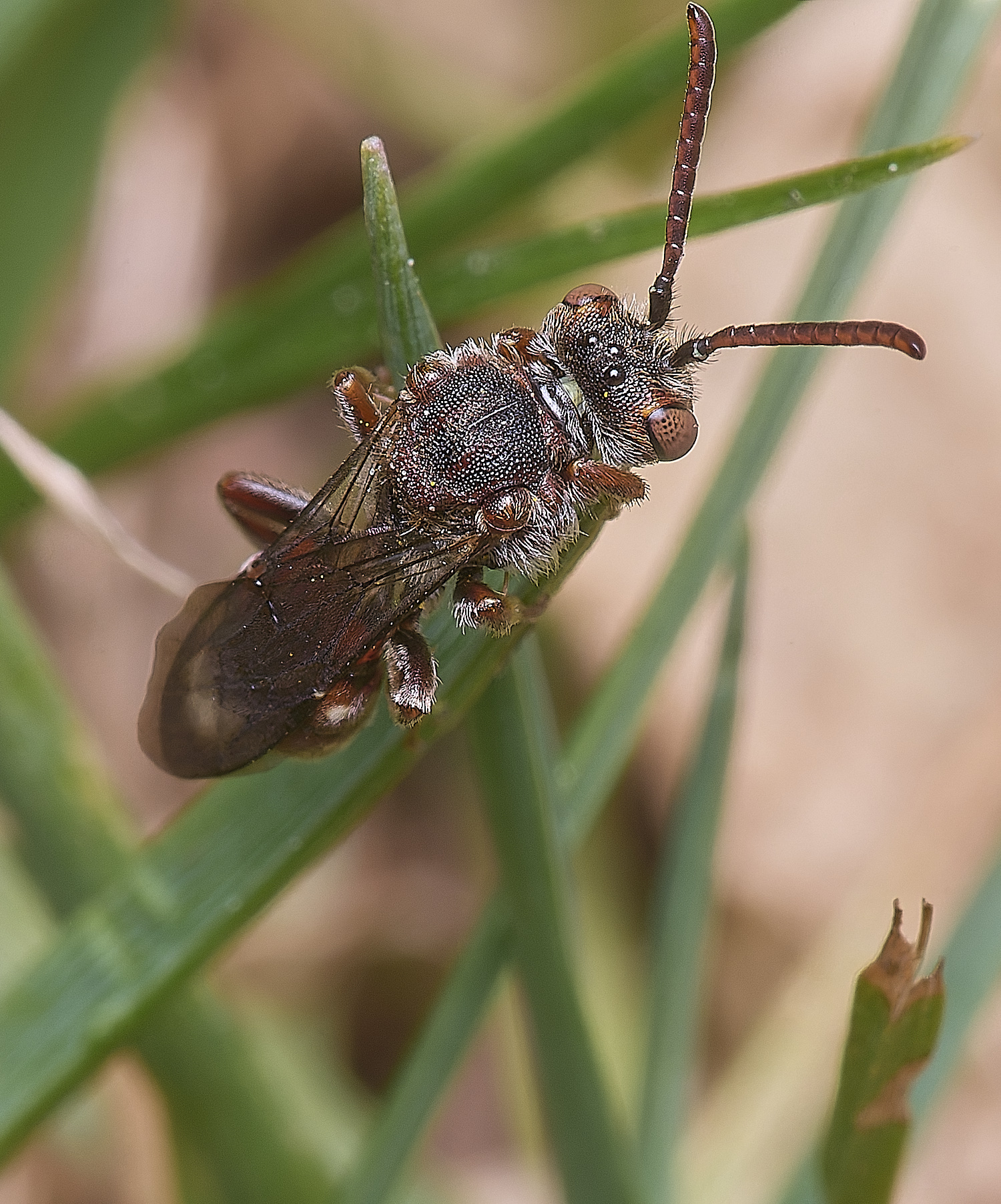 HanworthNguttulata120525-1