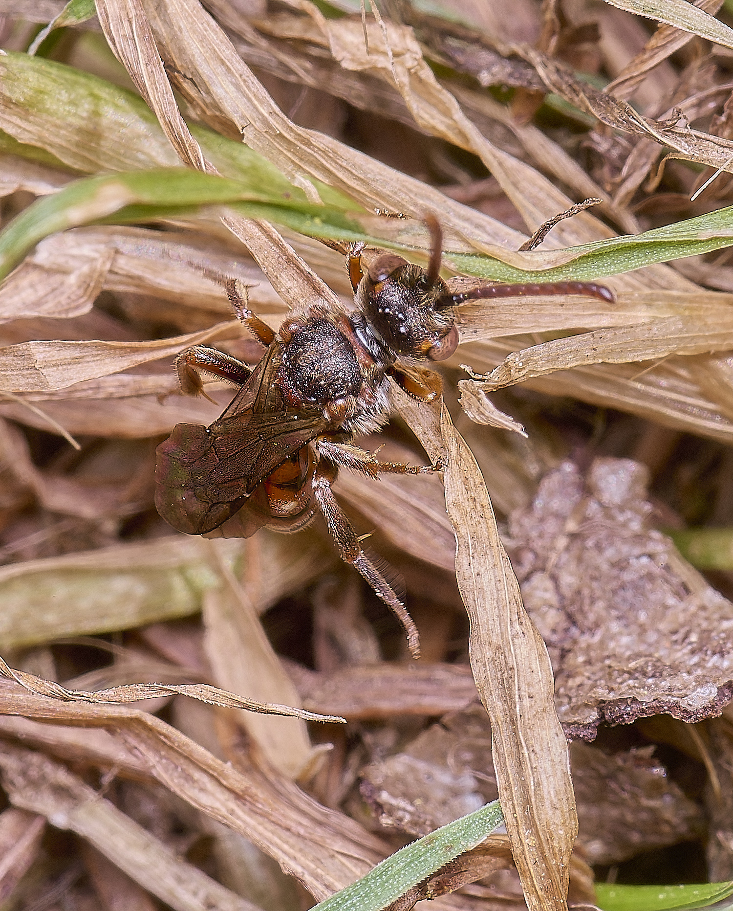 HanworthNguttulata120525-2