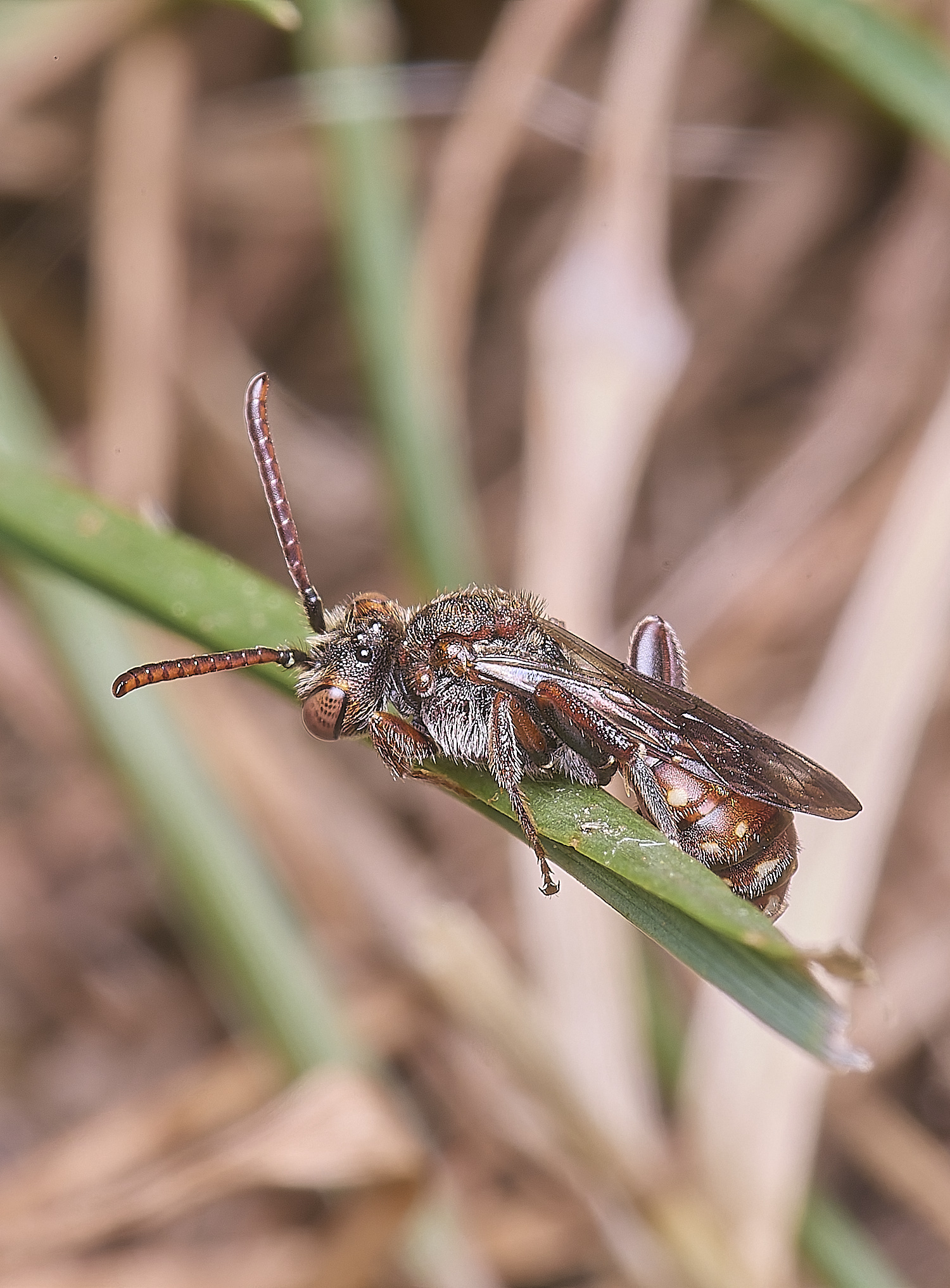 HanworthNguttulata120525-3