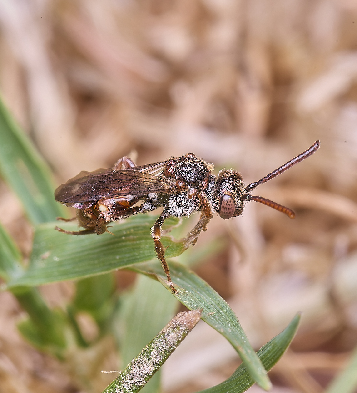 HanworthNguttulata120525-4