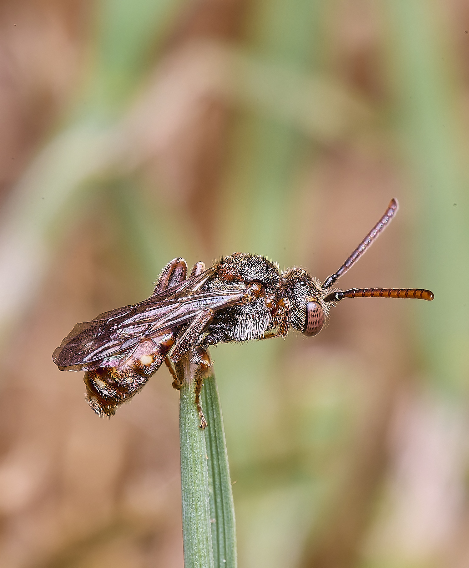 HanworthNguttulata120525-5