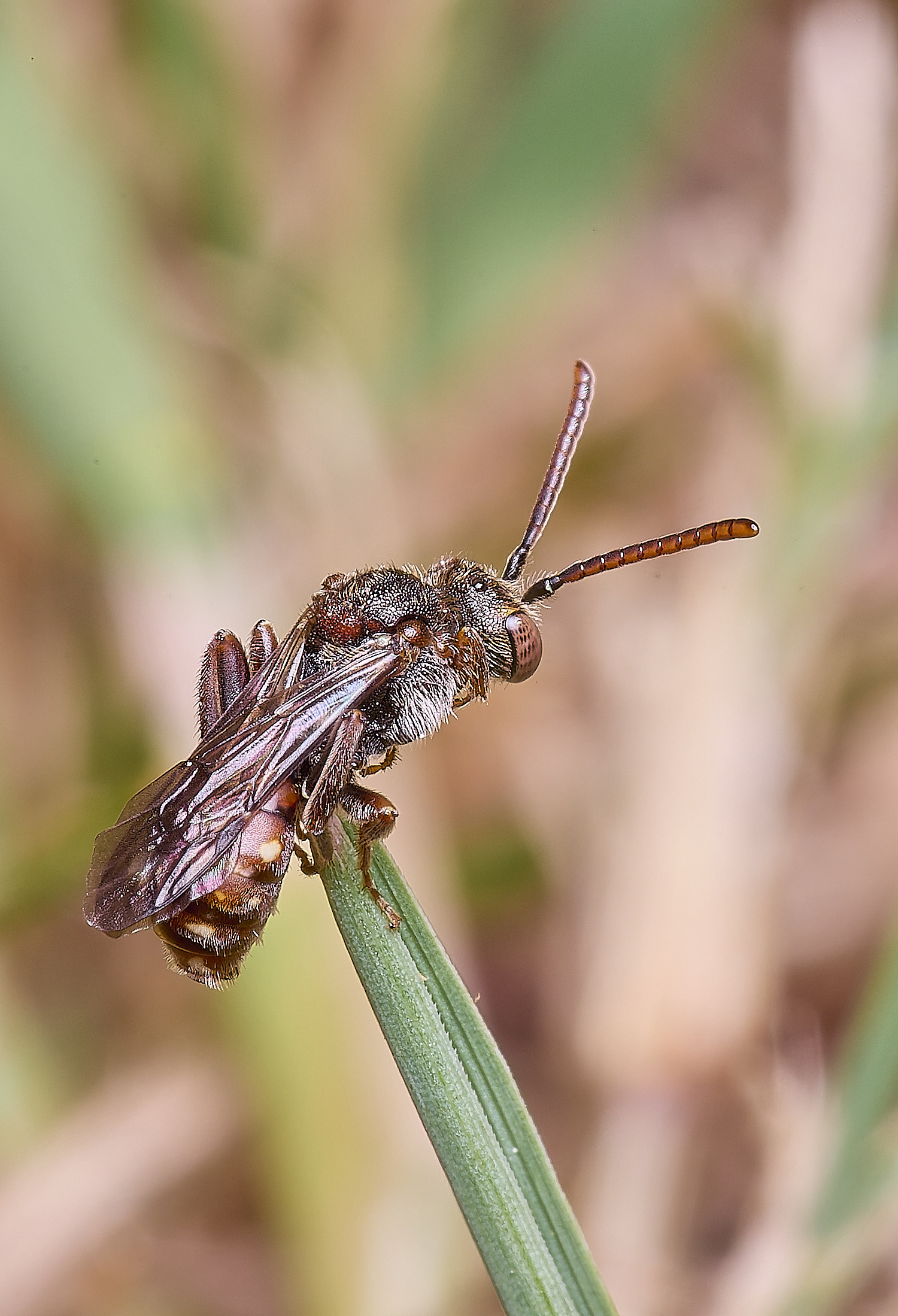 HanworthNguttulata120525-6