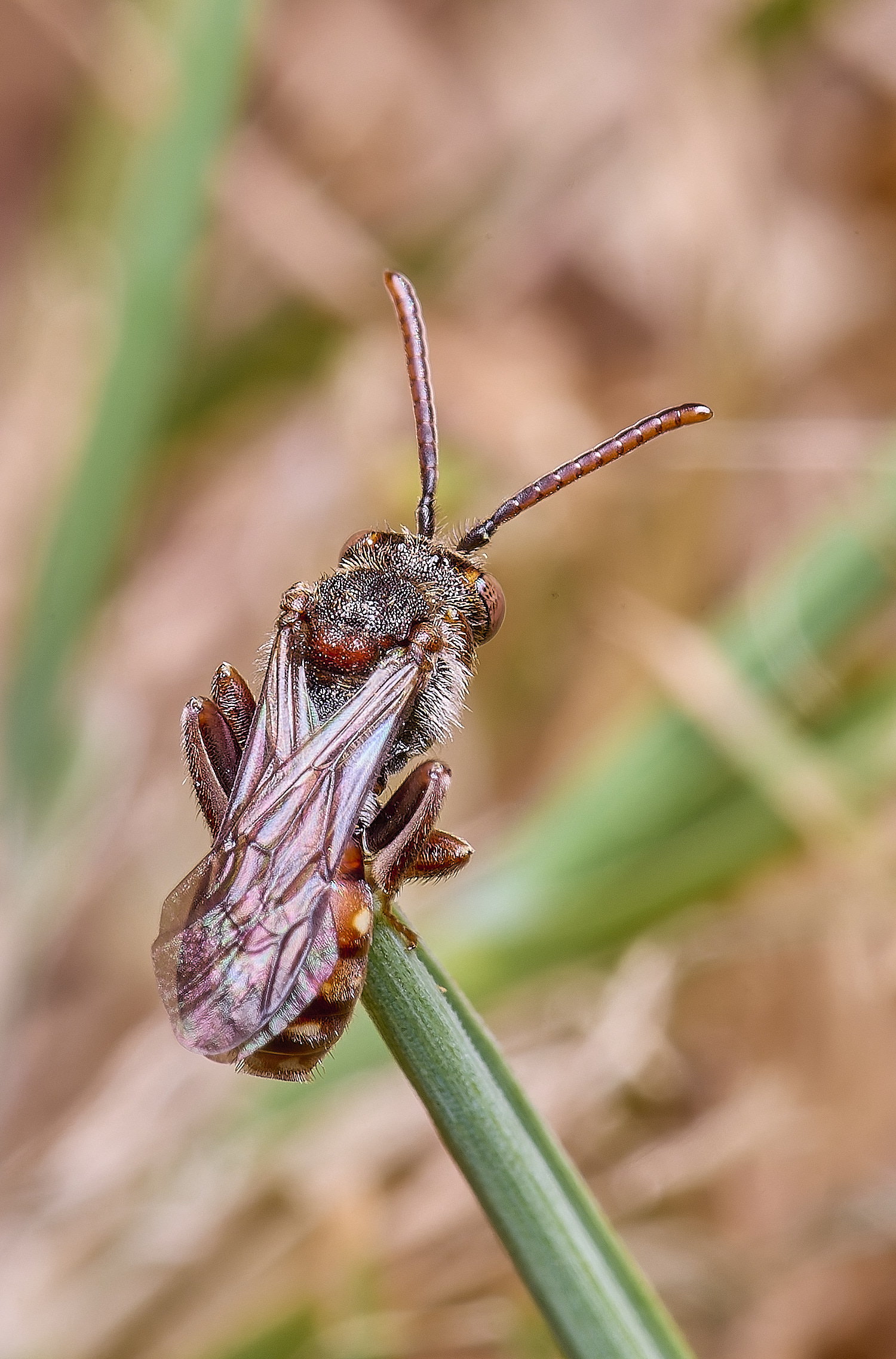 HanworthNguttulata120525-7