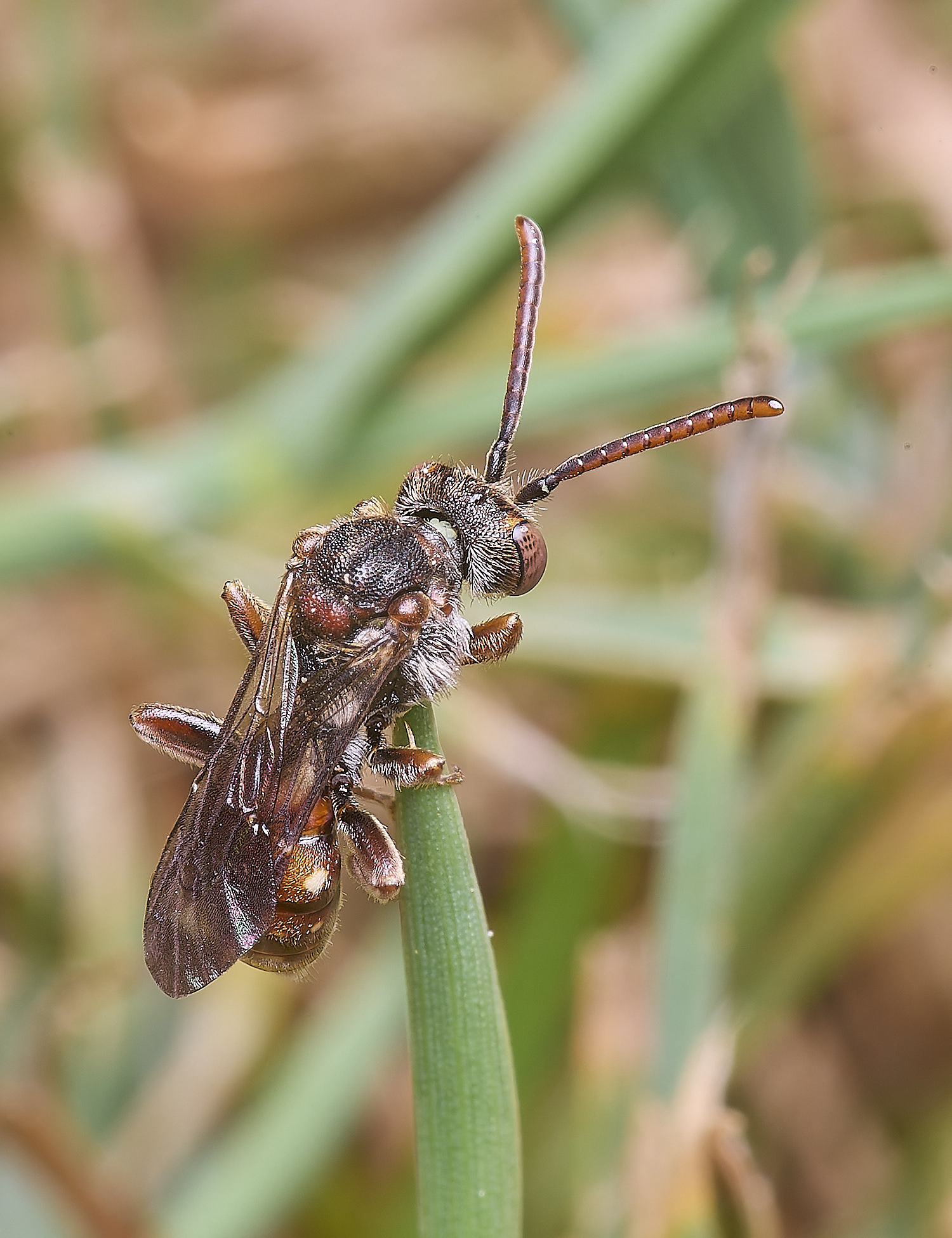 HanworthNguttulata120525-8