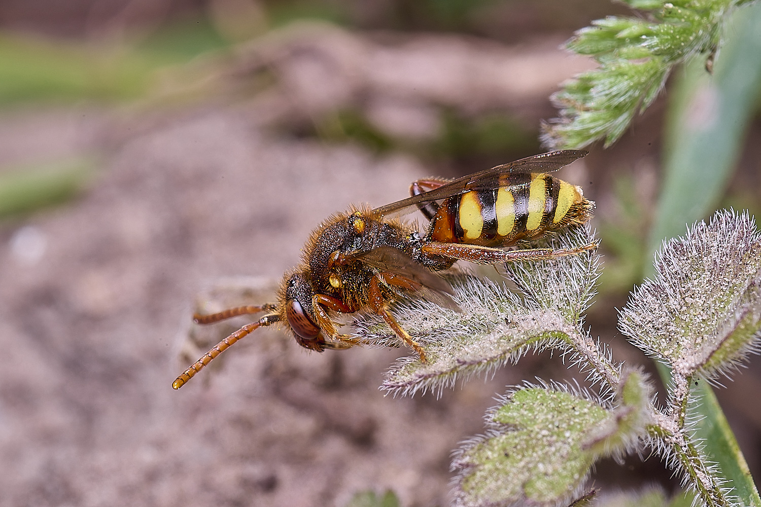 HanworthNlathbourniana220425-1