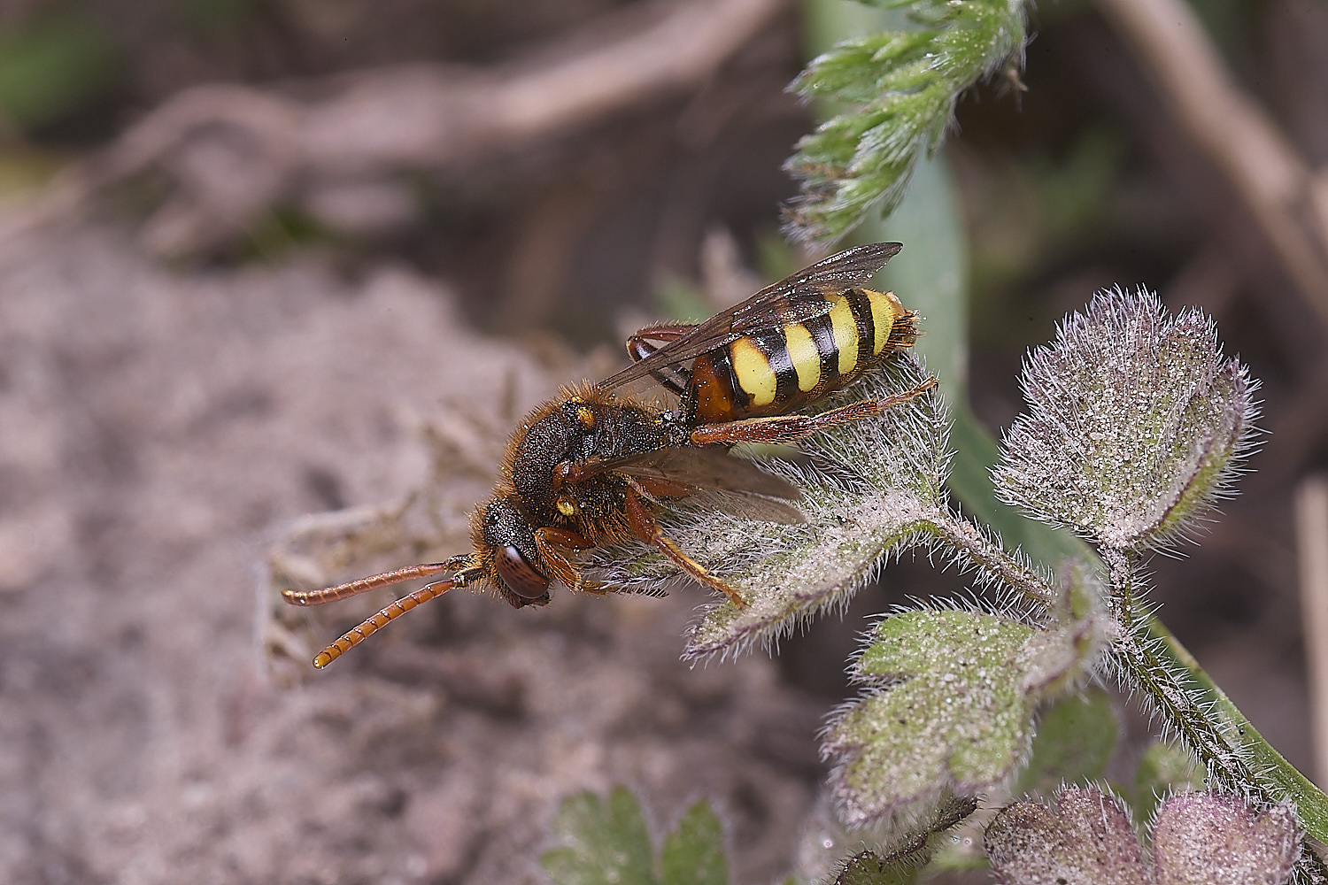 HanworthNlathbourniana220425-3