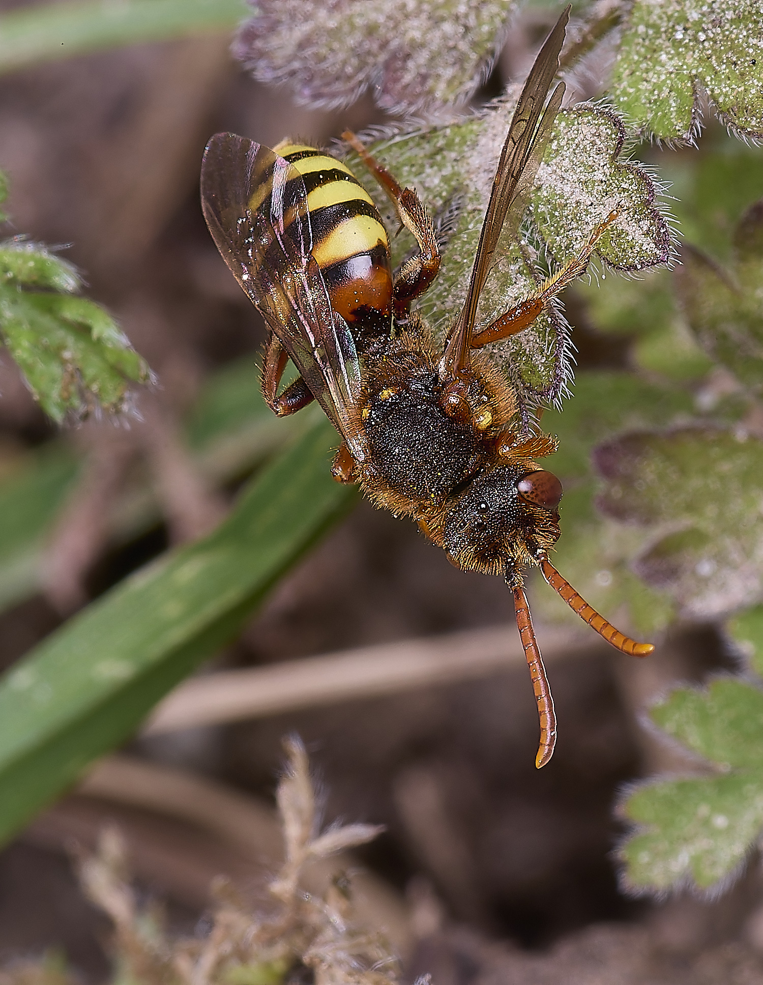 HanworthNlathbourniana220425-4