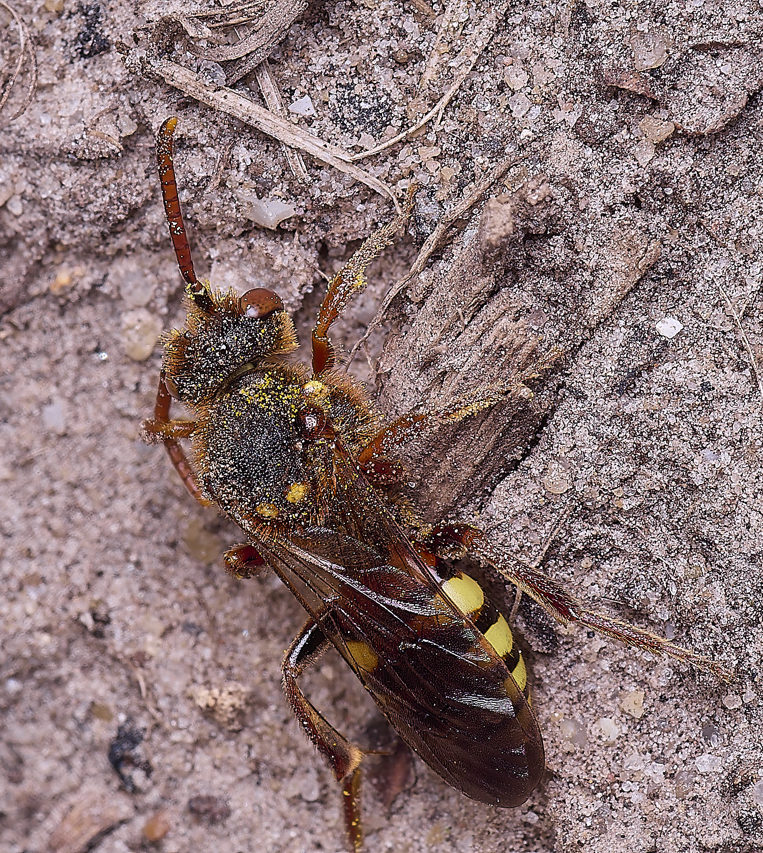 HanworthNlathbourniana220425-6