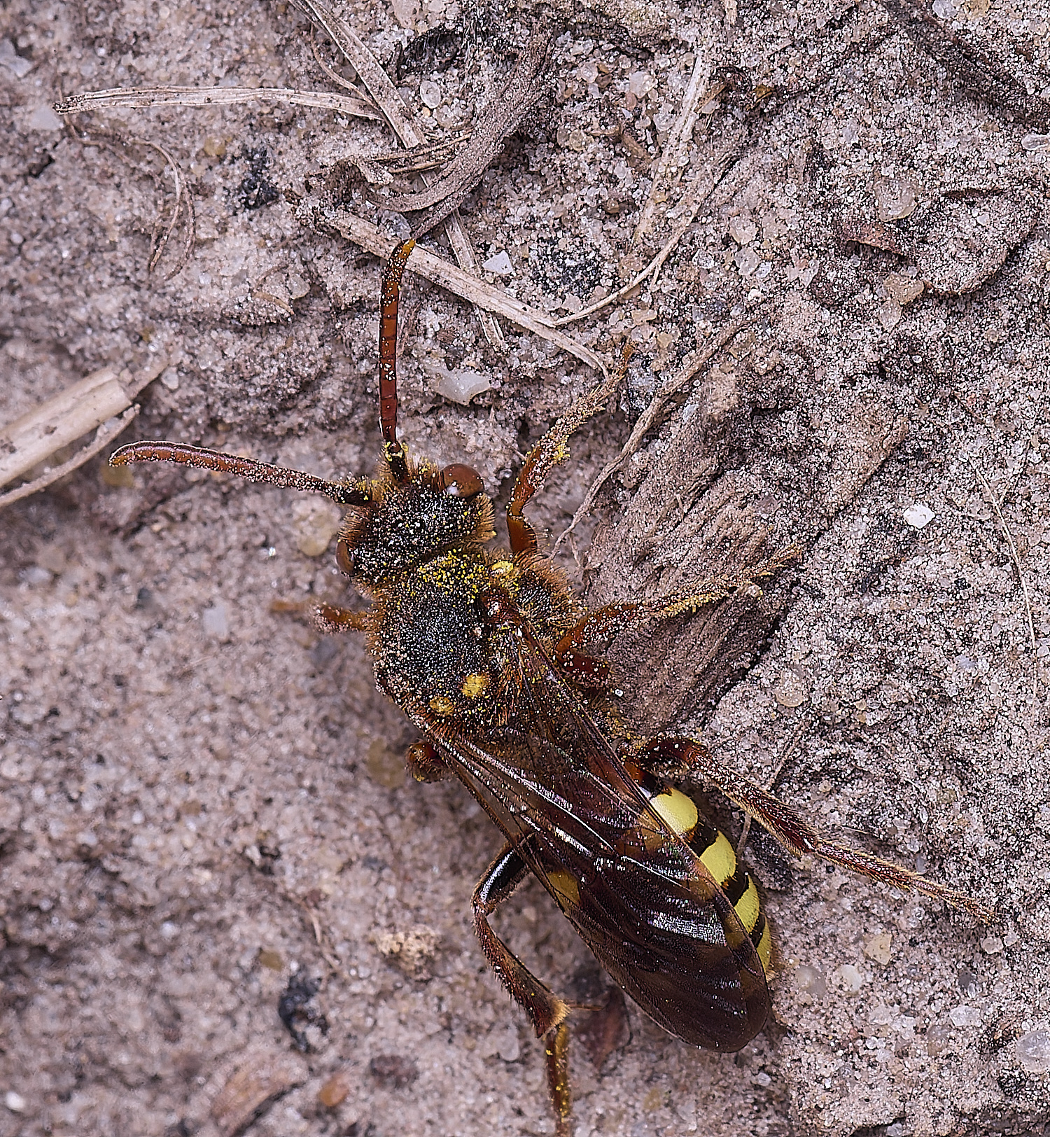 HanworthNlathbourniana220425-7