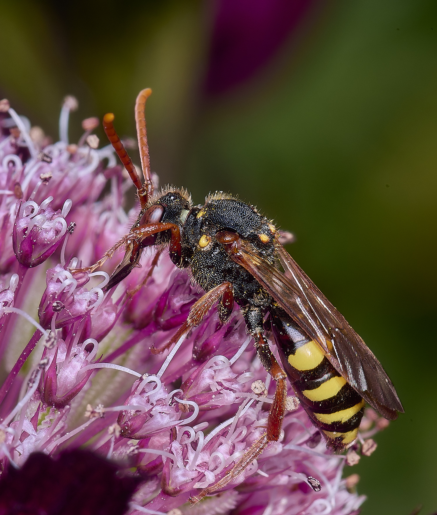 HanworthNomad280525-2 1