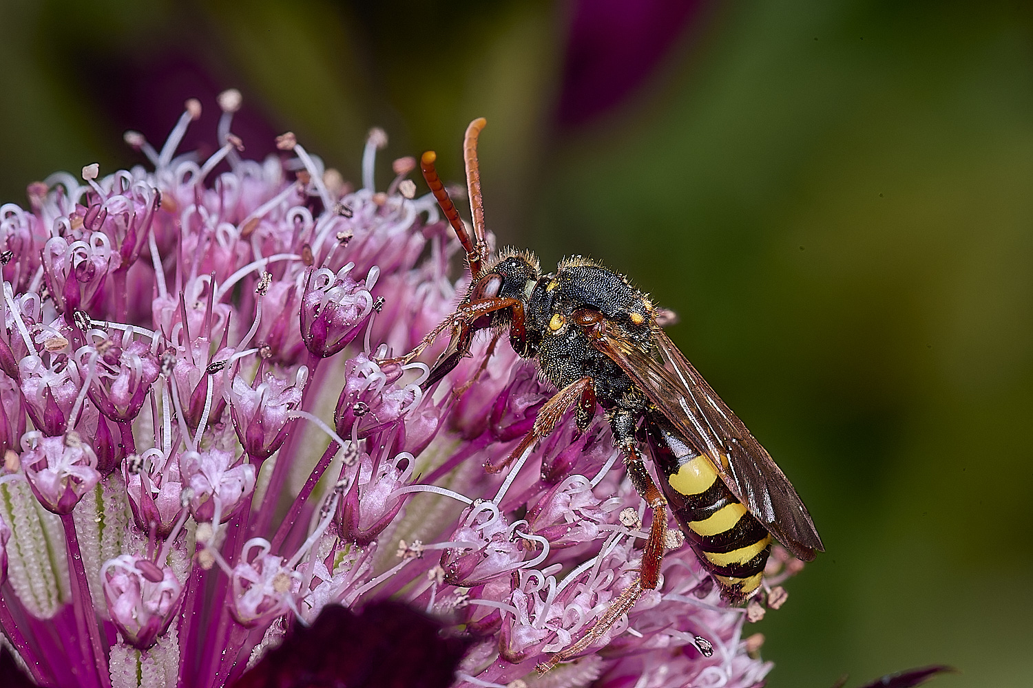 HanworthNomad280525-2