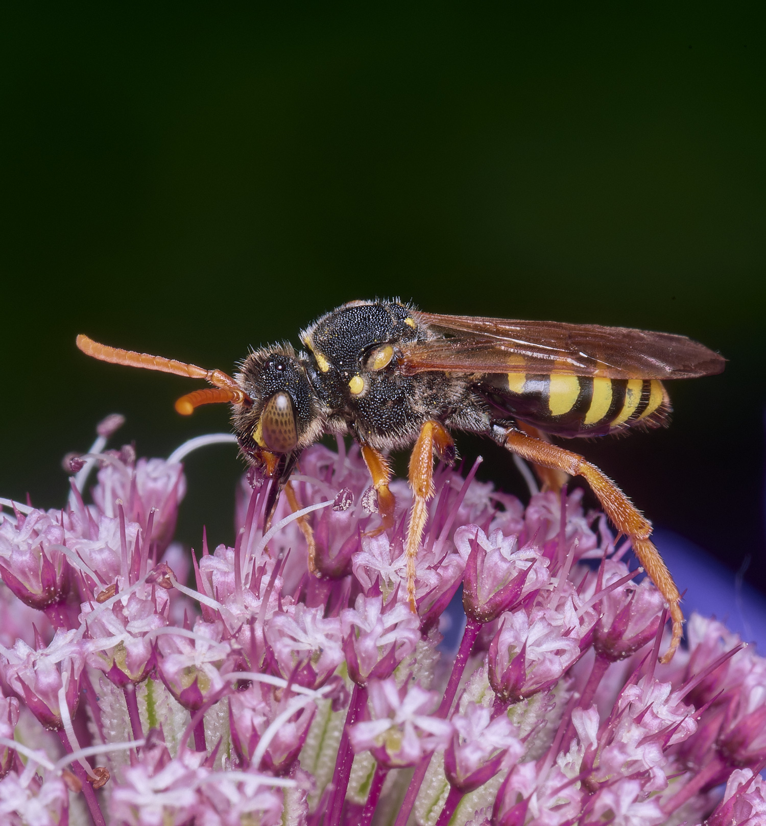HanworthNomada300525-1