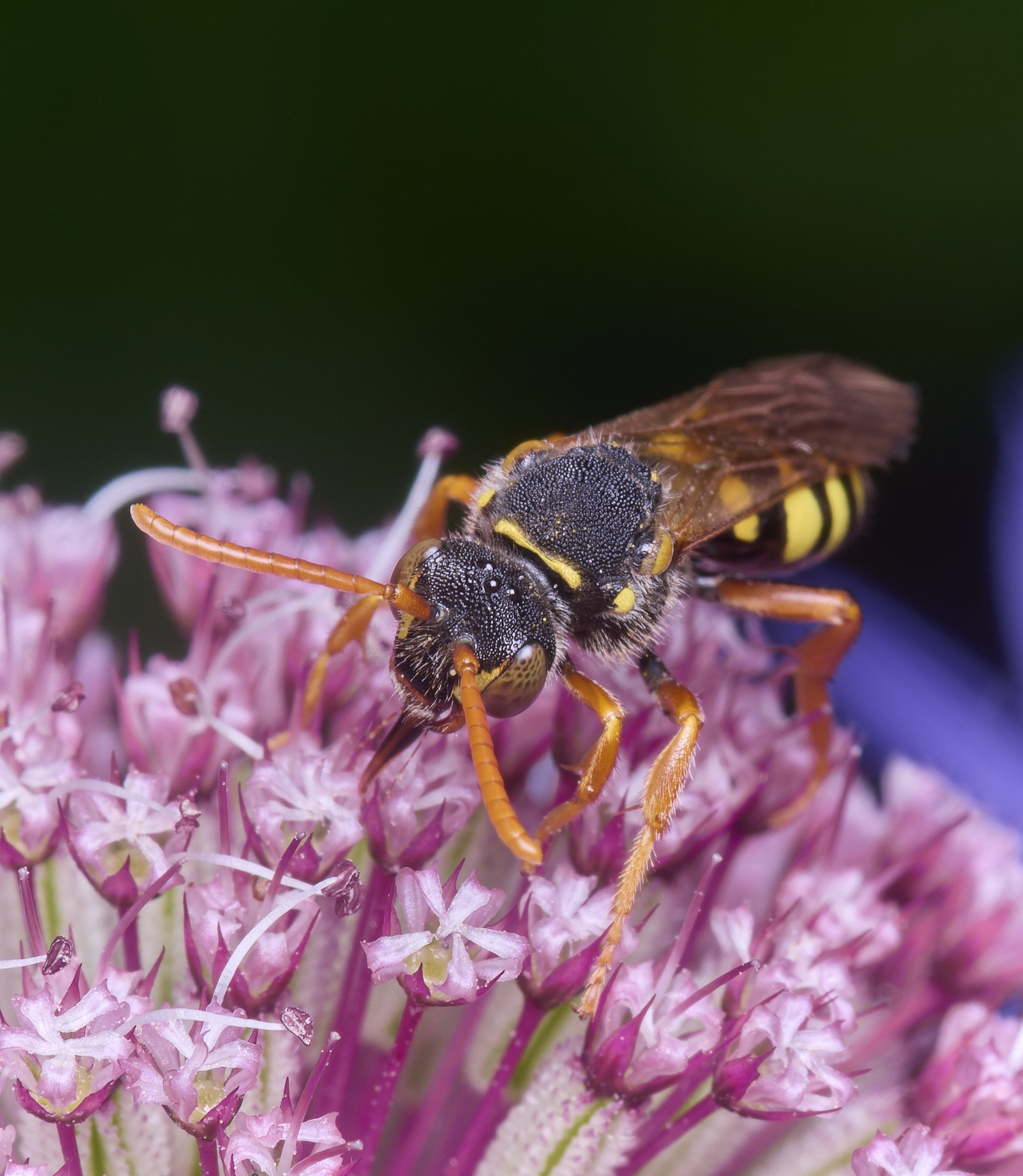 HanworthNomada300525-2