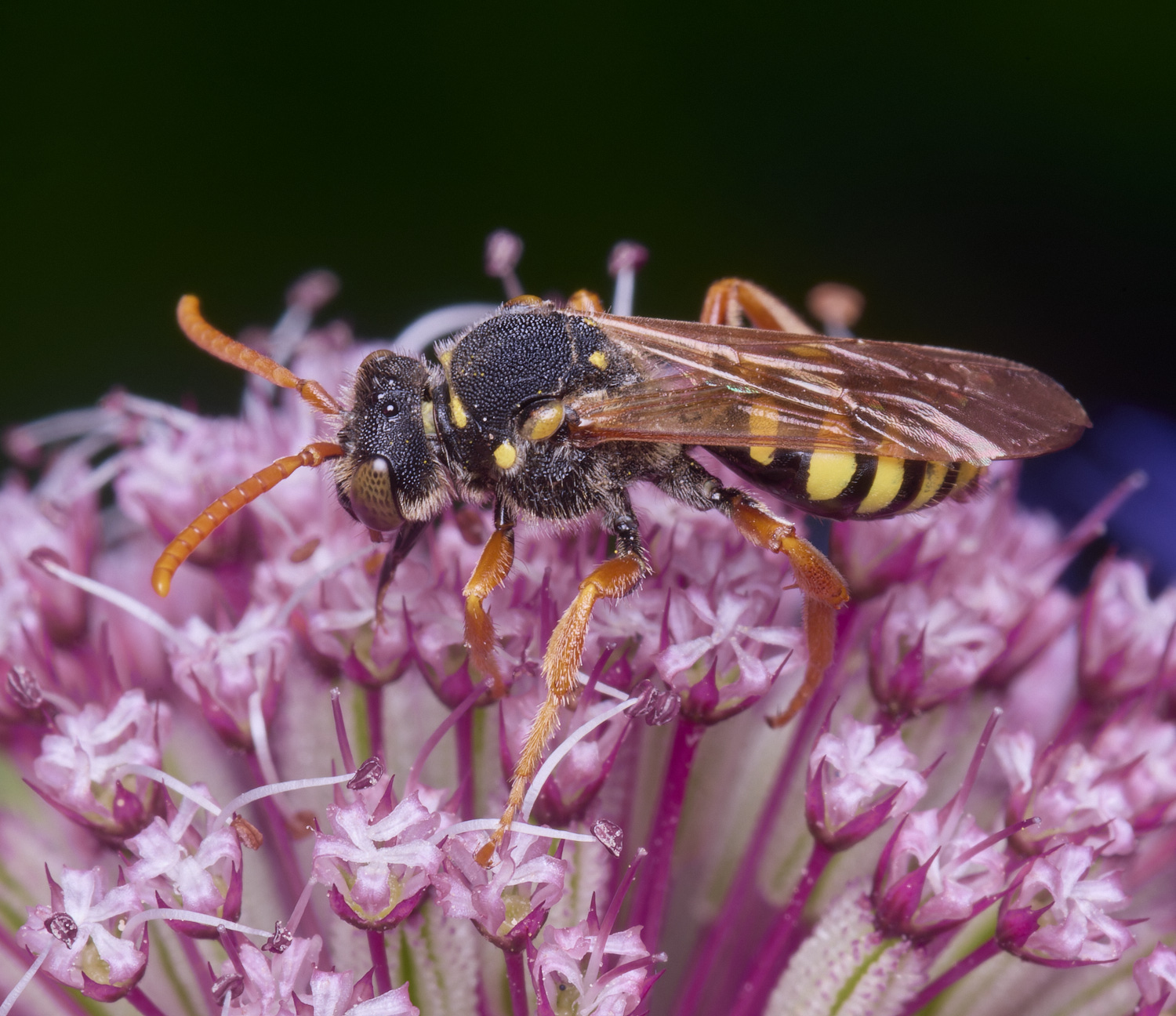 HanworthNomada300525-3