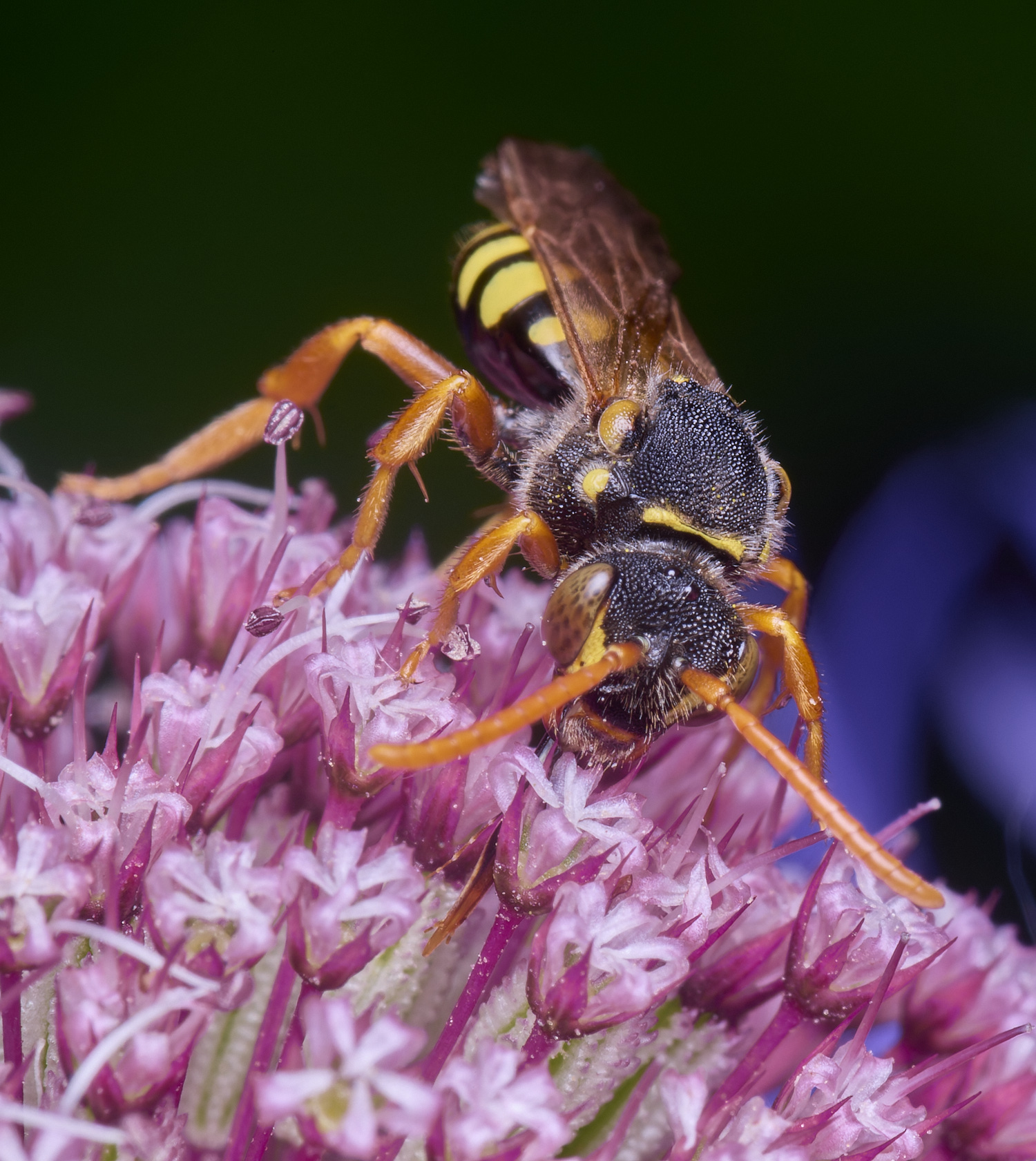 HanworthNomada300525-4