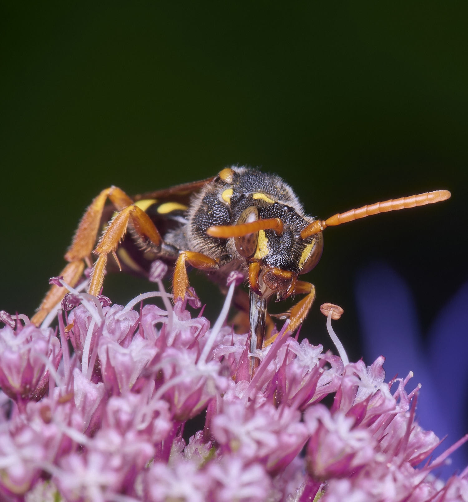 HanworthNomada300525-5