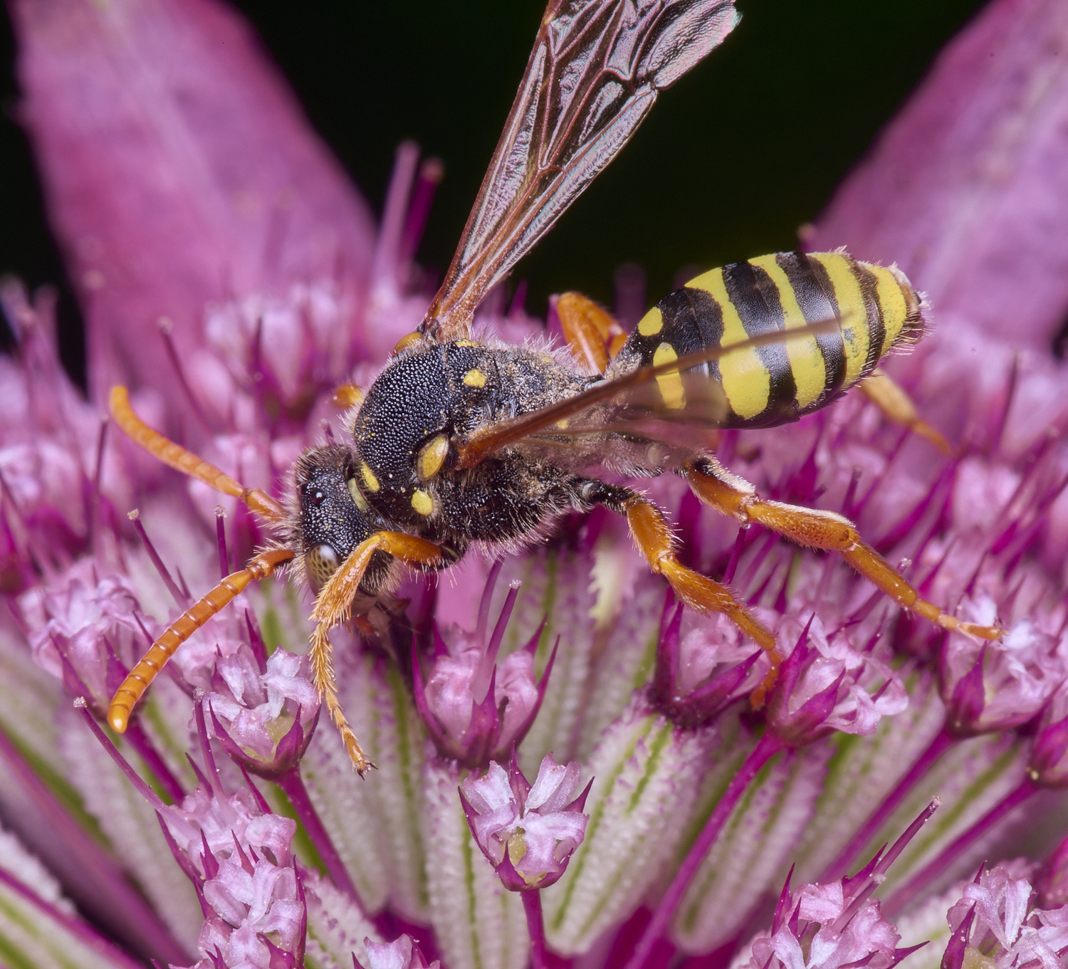 HanworthNomada300525-6