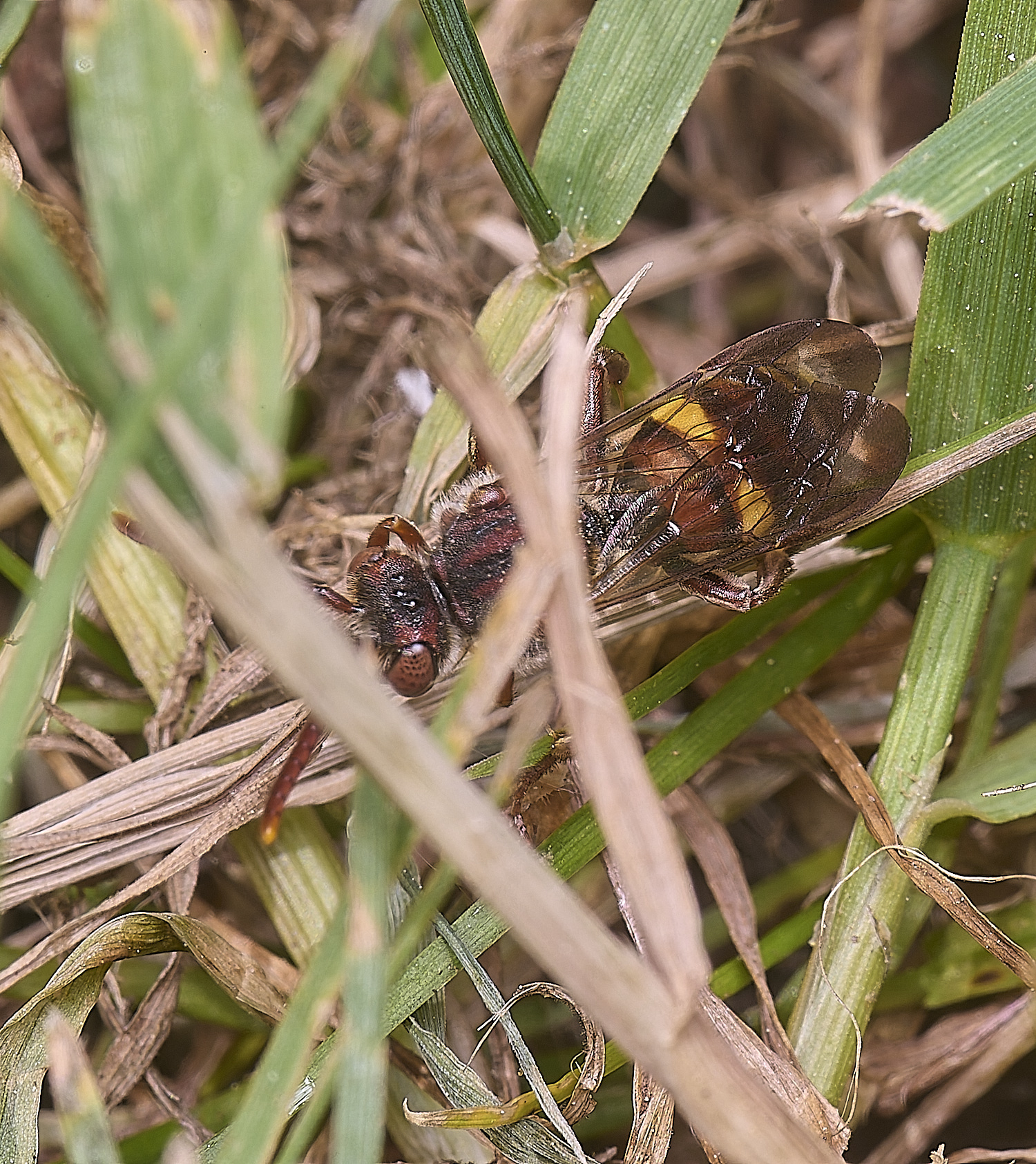 HanworthNomadSp130525-1