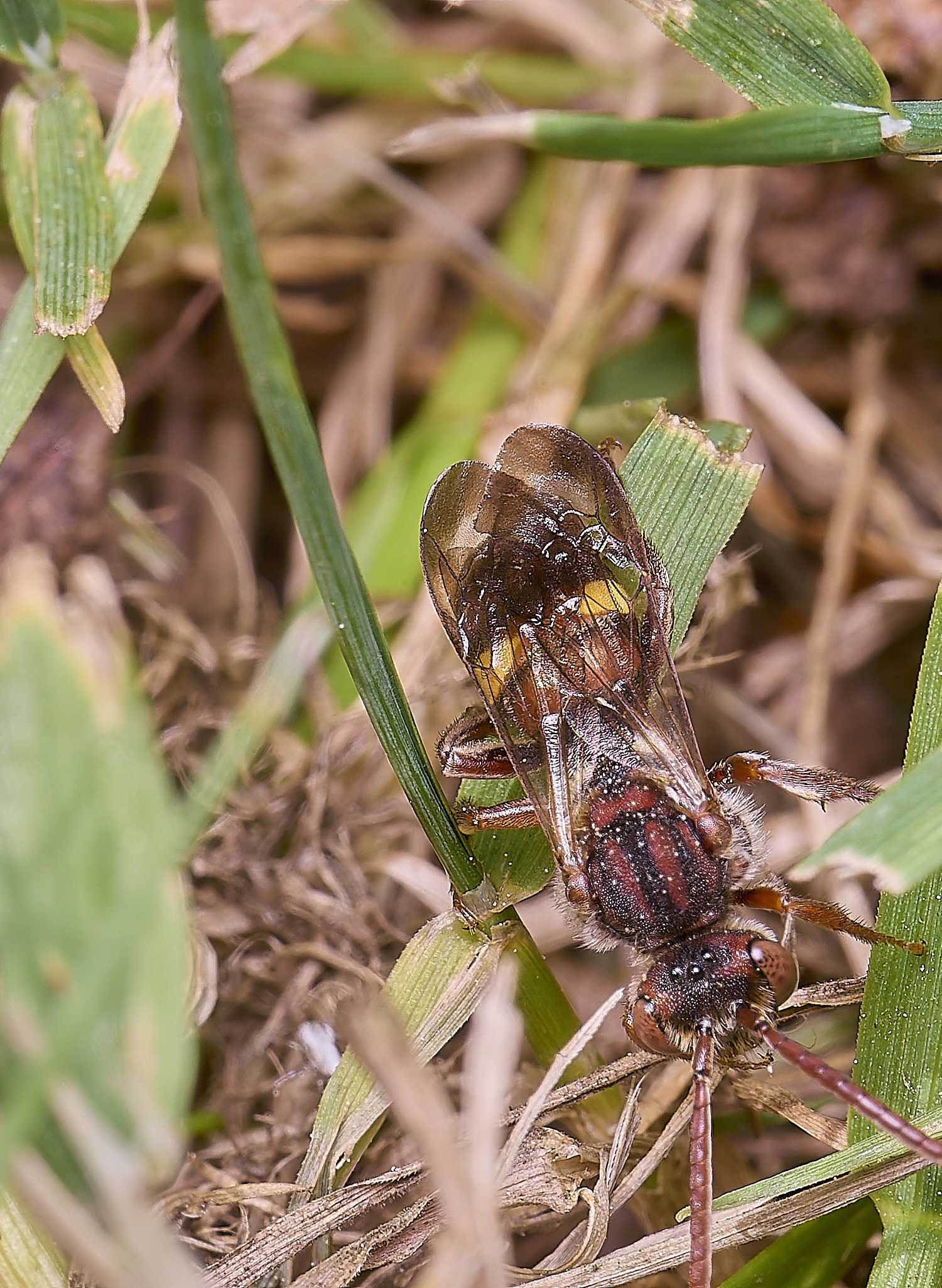 HanworthNomadSp130525-2