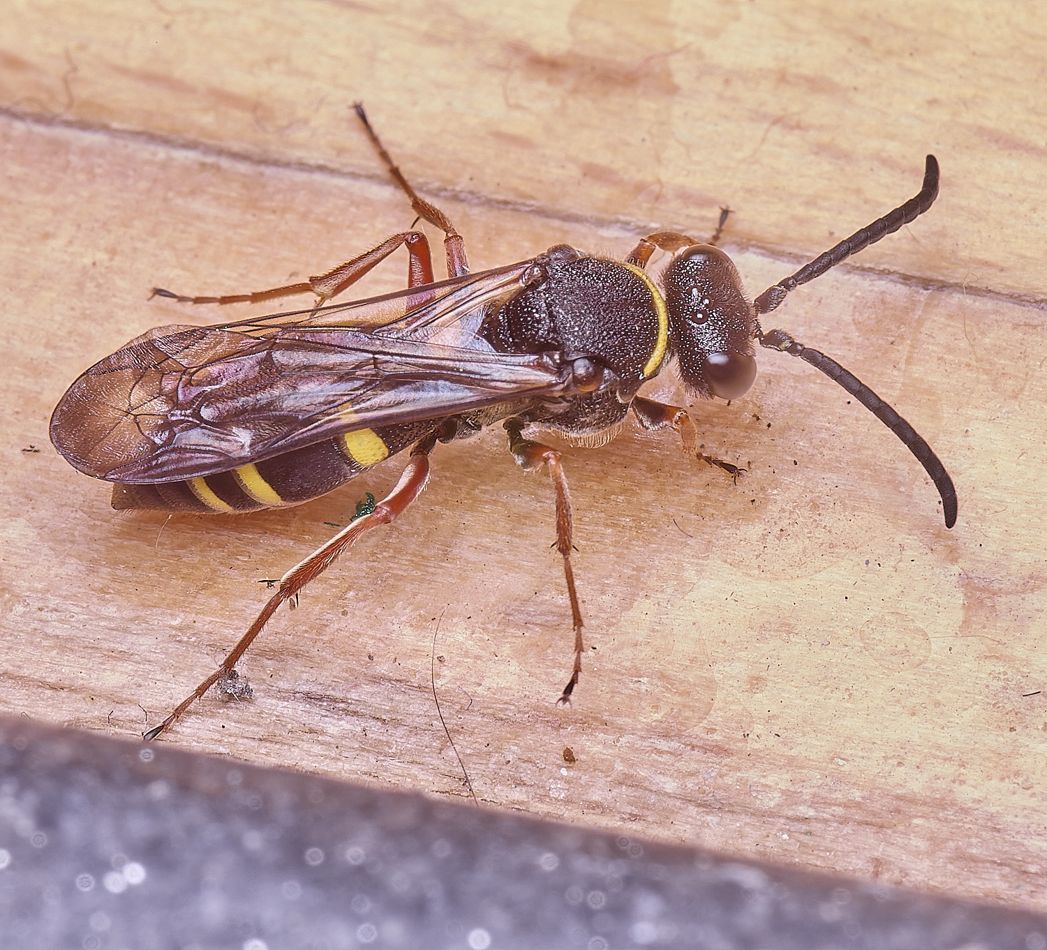 HanworthNspinosus310525-1